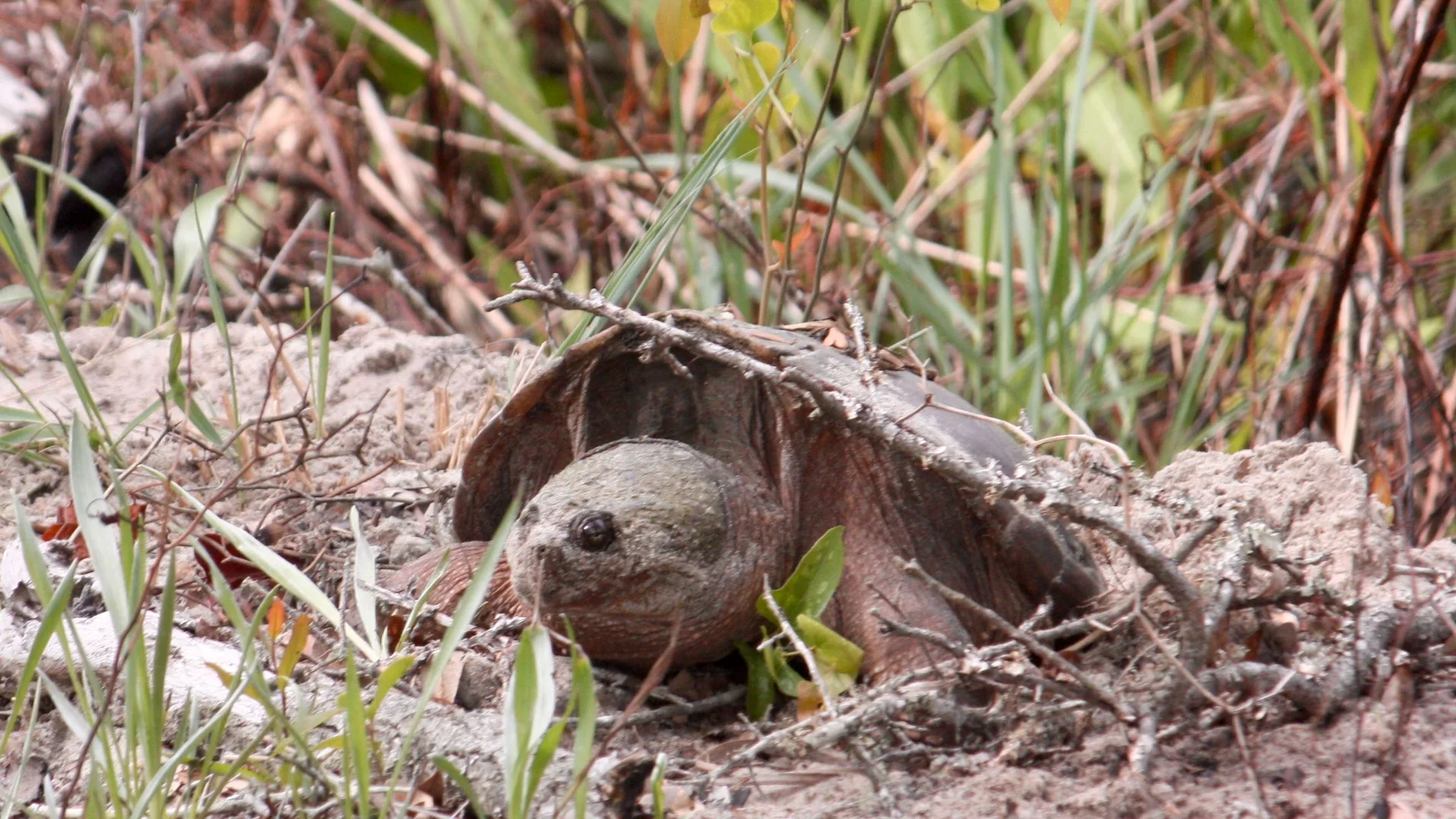 Schnappschildkröte im sandigen Küstenlebensraum des False Cape State Park