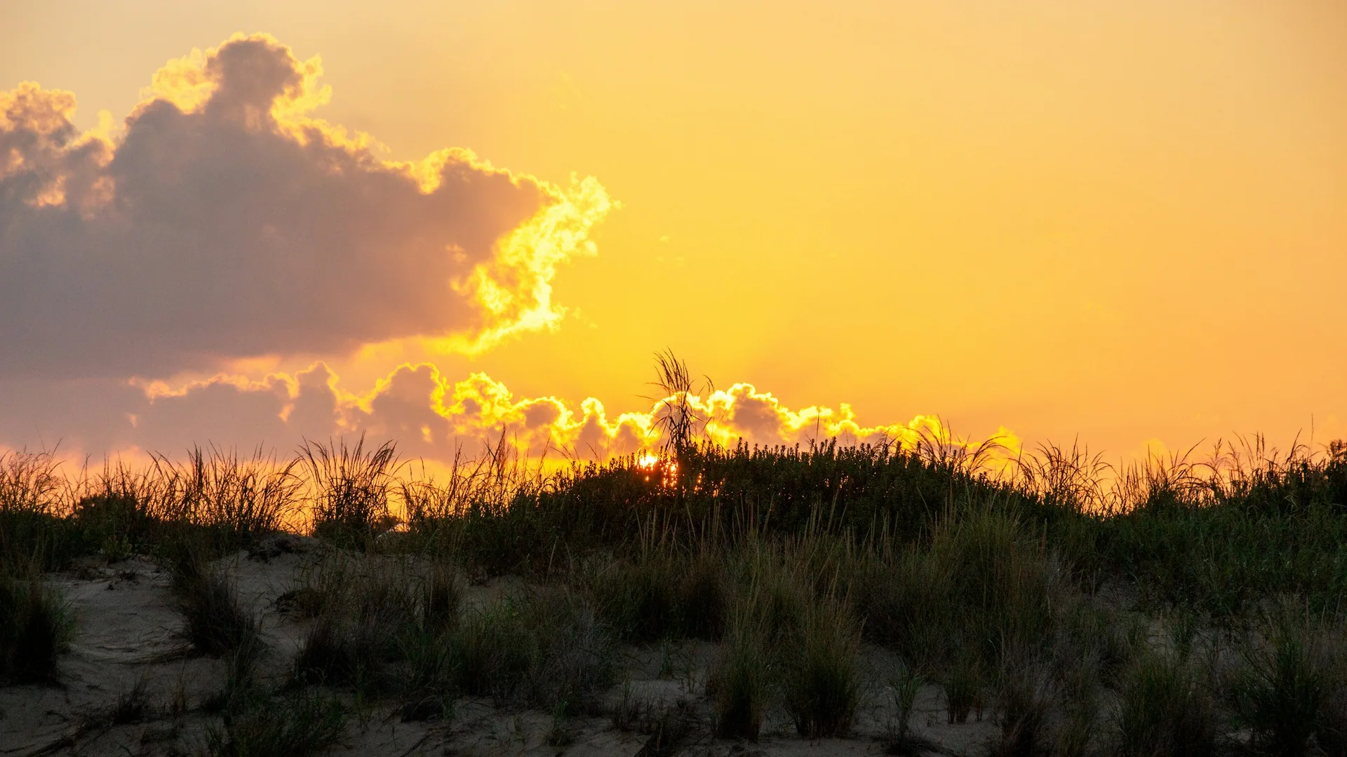 Dünengras vor goldenem Abendhimmel im First Landing State Park