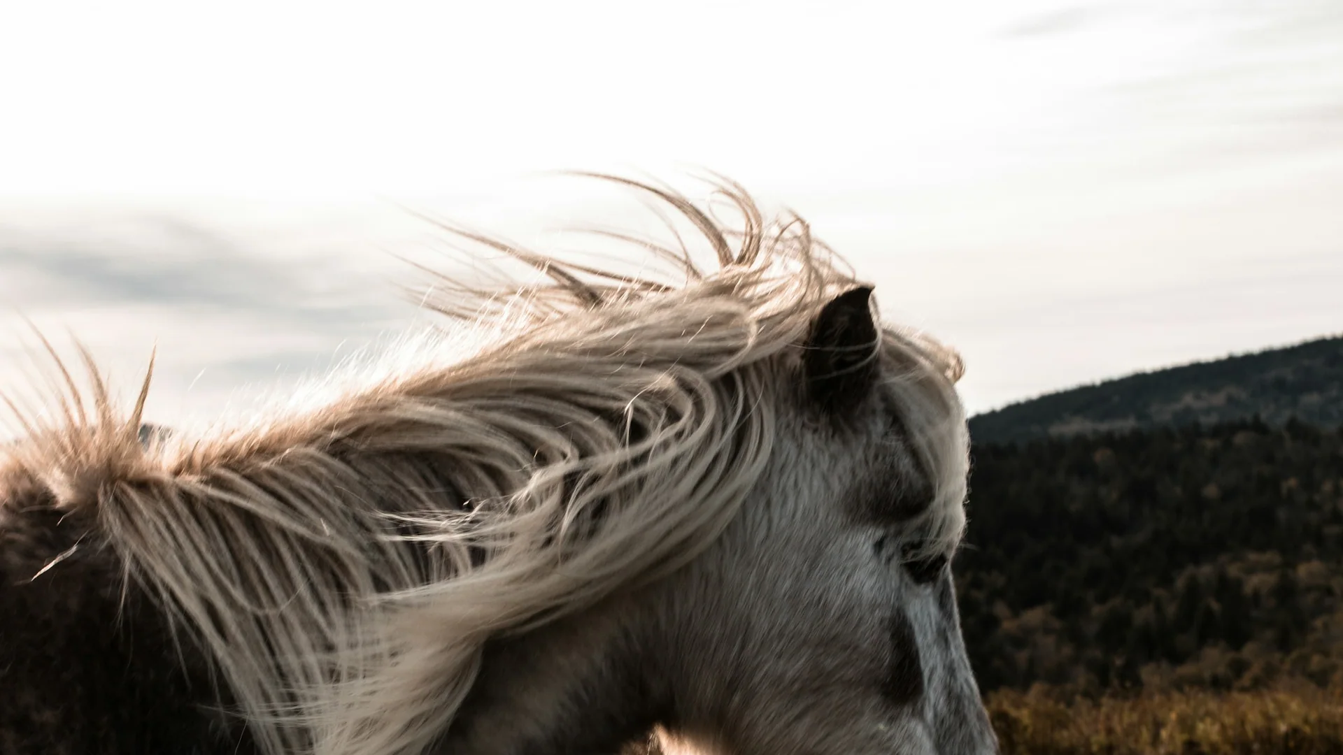 Frei lebendes Pony vor der Hochlandlandschaft im Grayson Highlands State Park