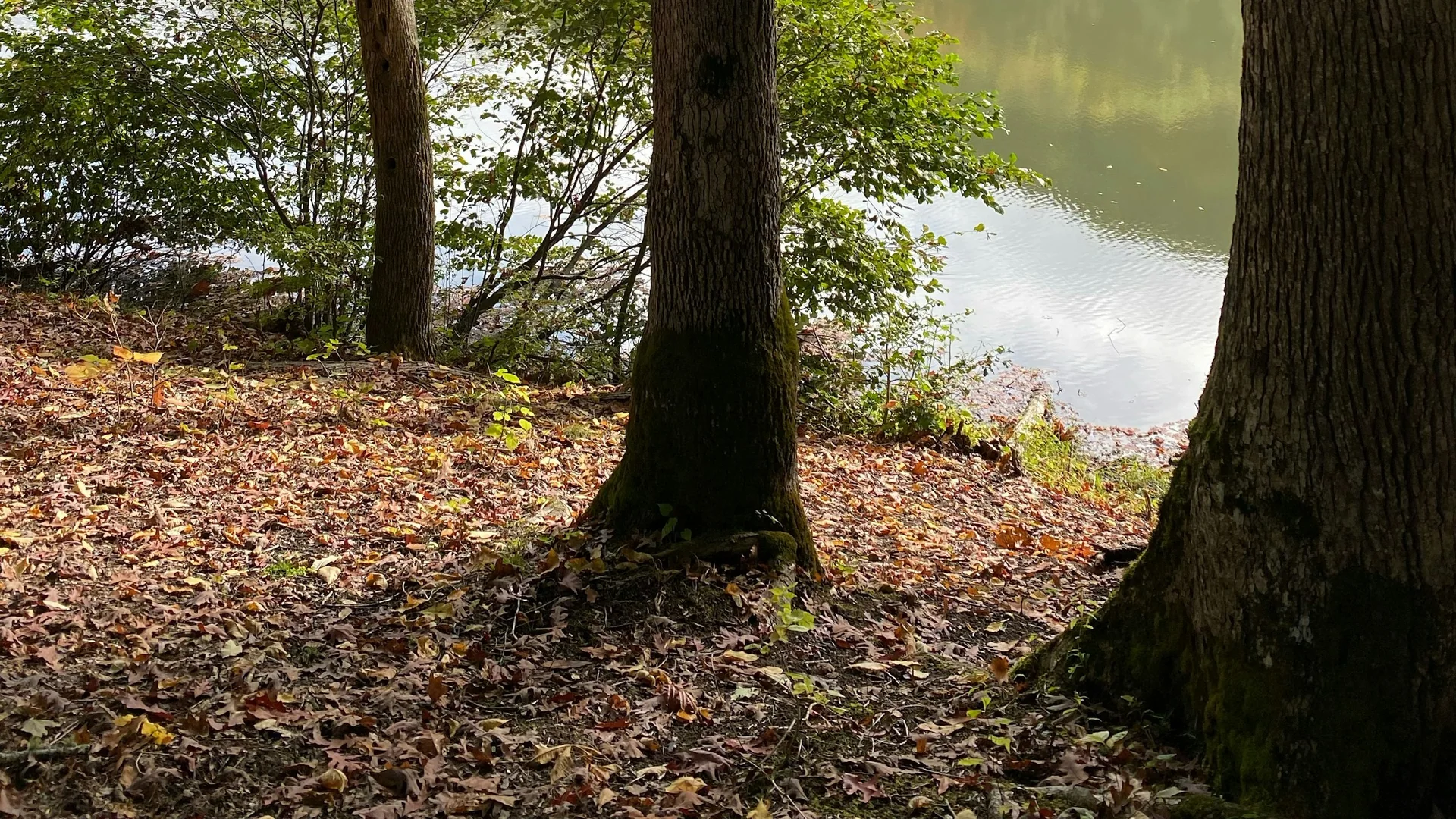 Waldufer und ruhiger See im Hungry Mother State Park im Herbst