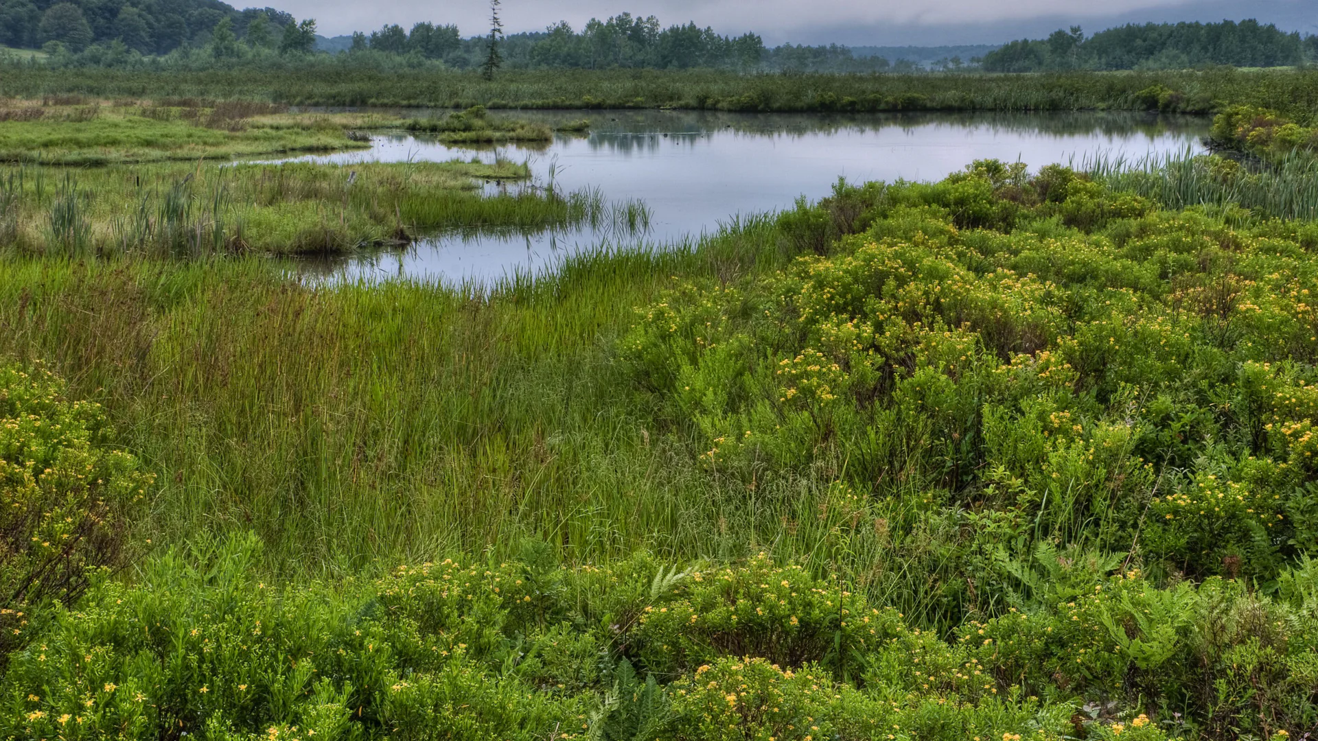 Teich, Gräser und niedrige Sträucher im Canaan Valley National Wildlife Refuge