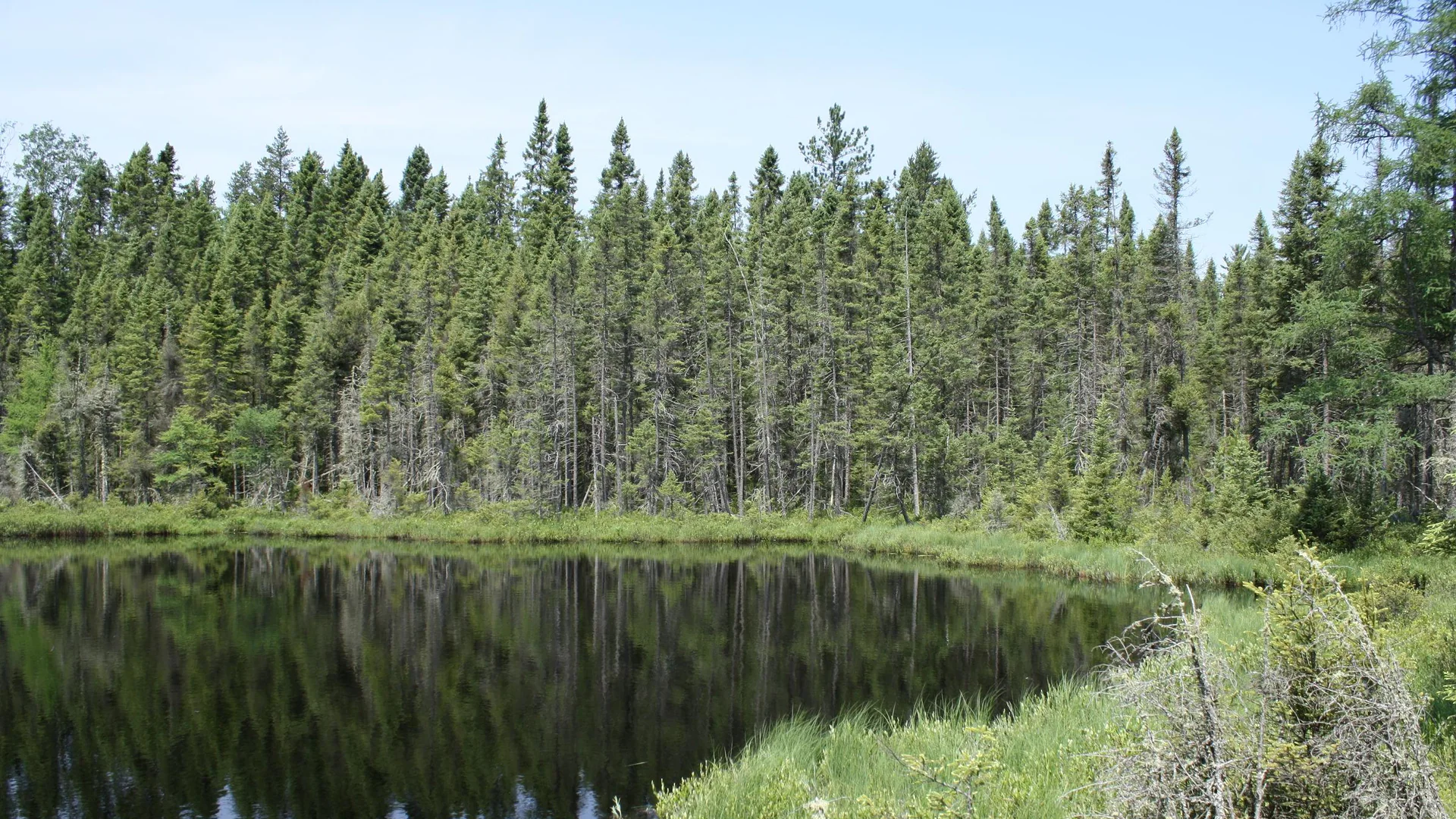 Dunkler Waldsee und Nadelwald in der Blackjack Springs Wilderness im Chequamegon-Nicolet National Forest