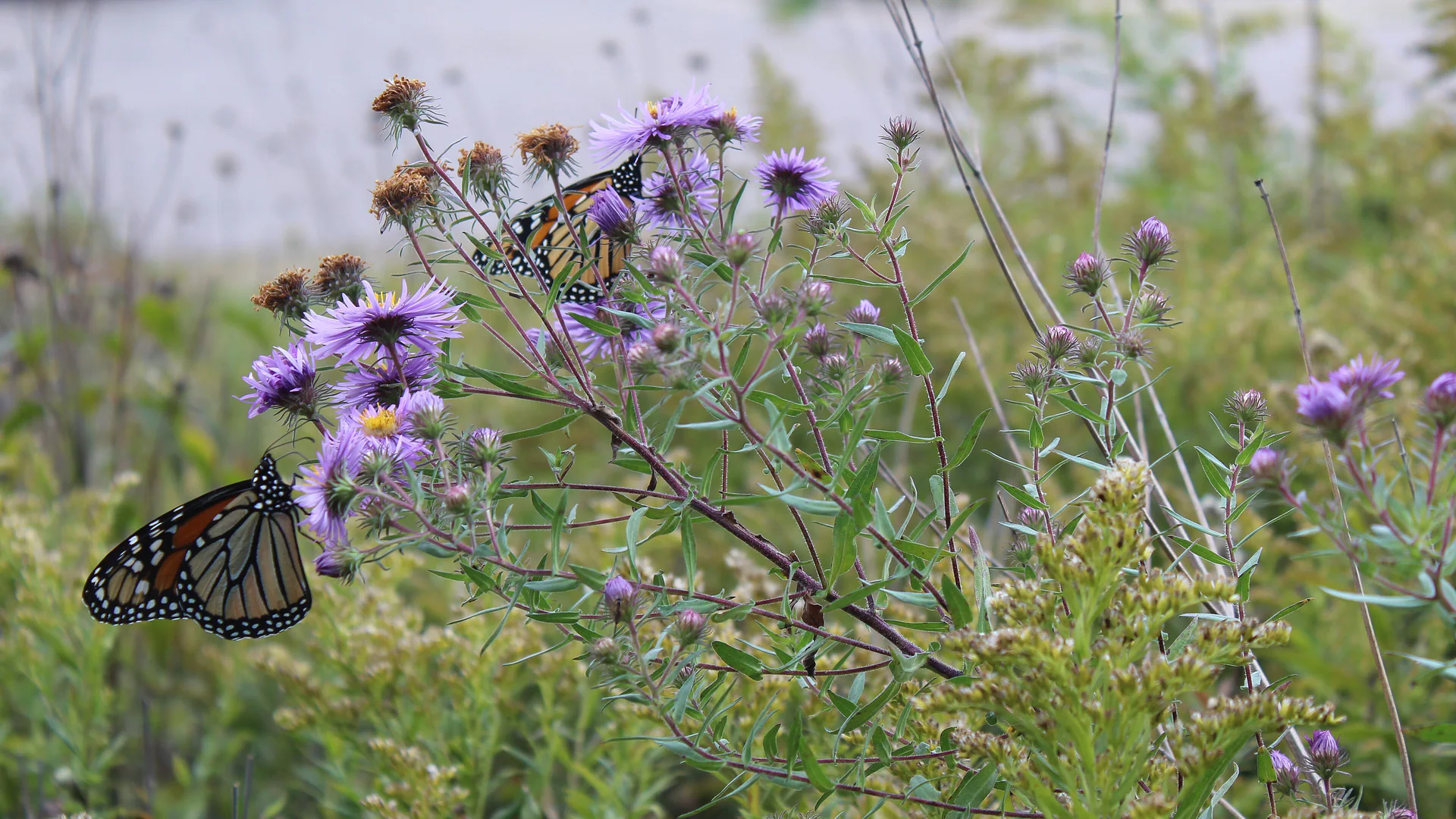Monarchfalter auf violetten Astern im Chequamegon-Nicolet National Forest