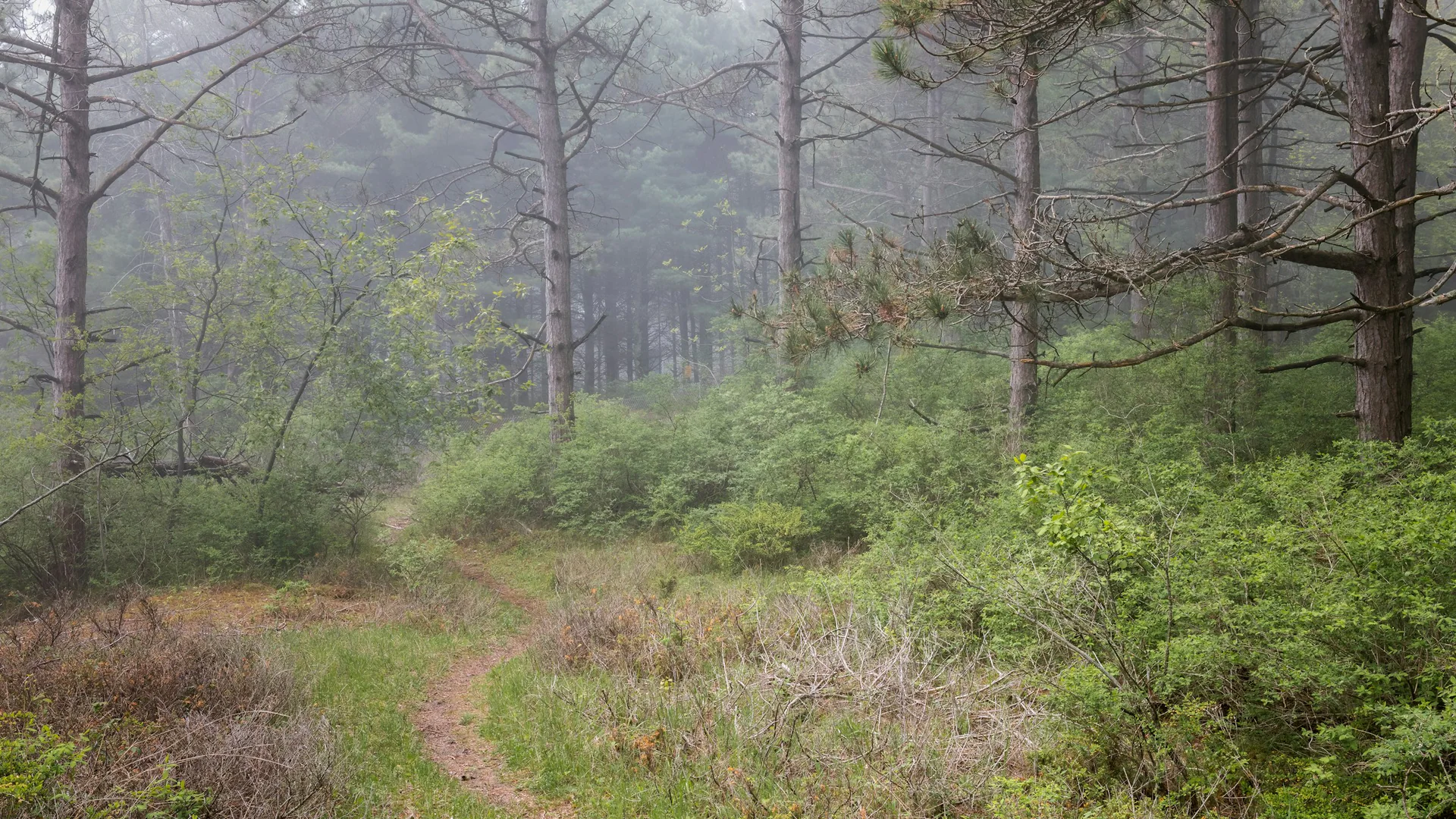 Schmaler Weg durch nebligen Kiefernwald im Kohler-Andrae State Park
