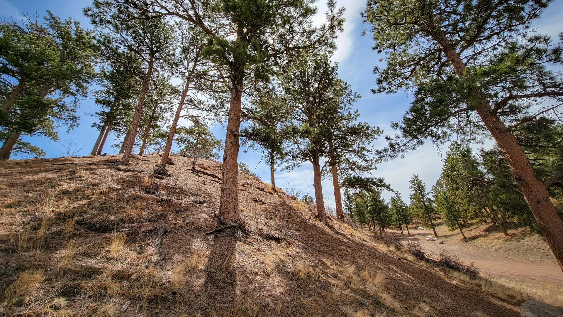 Kiefern auf felsigem Gelände im frühlingshaften Curt Gowdy State Park