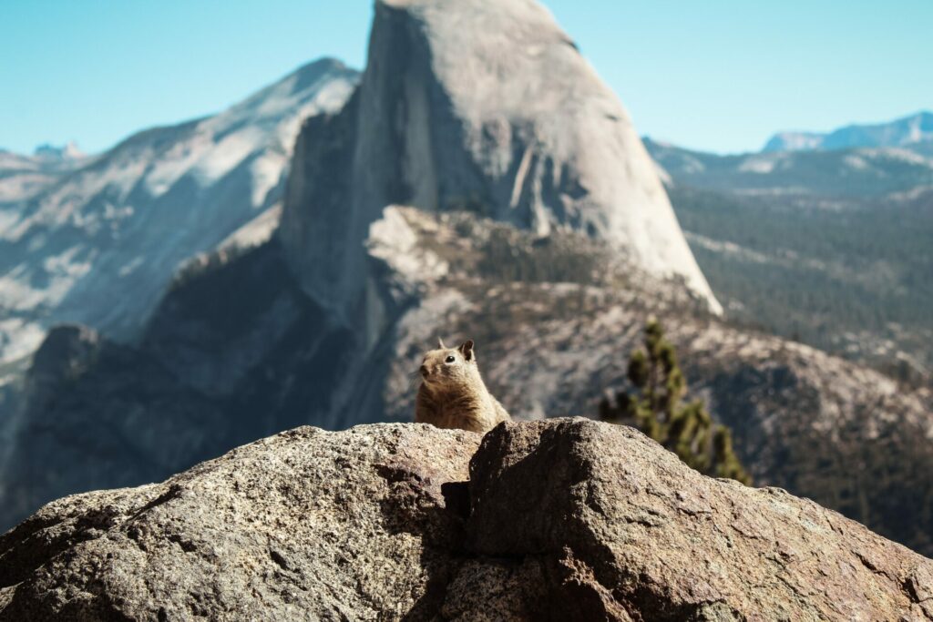 Tierbeobachtung im Yosemite