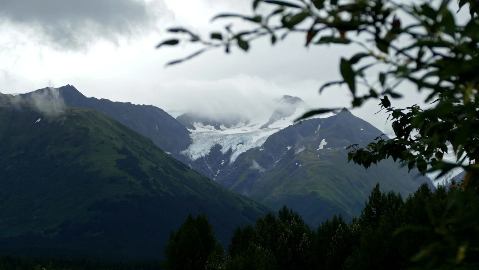Misty mountains shrouded in clouds with foreground foliage