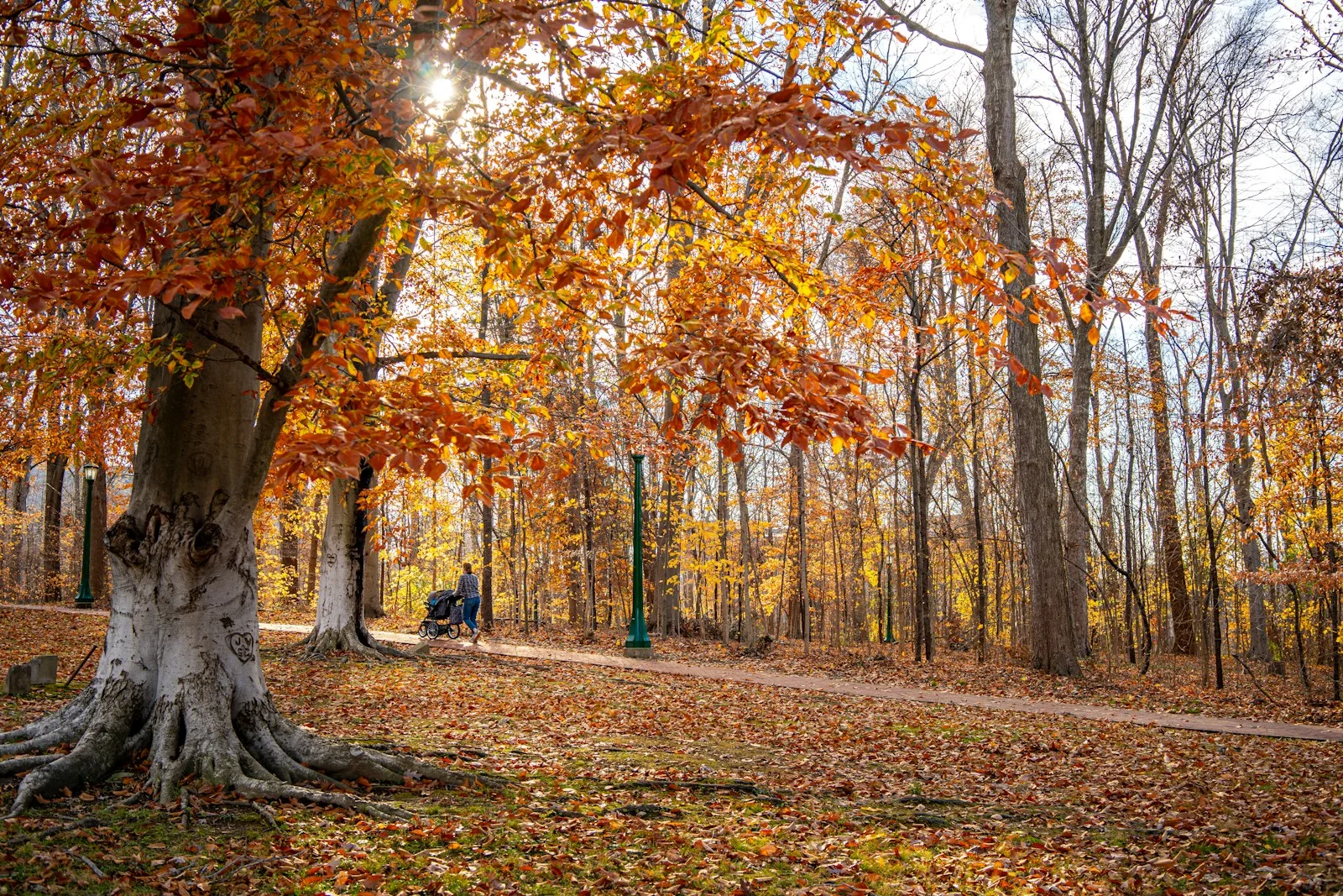 A tree in the middle of a forest with lots of leaves on the ground
