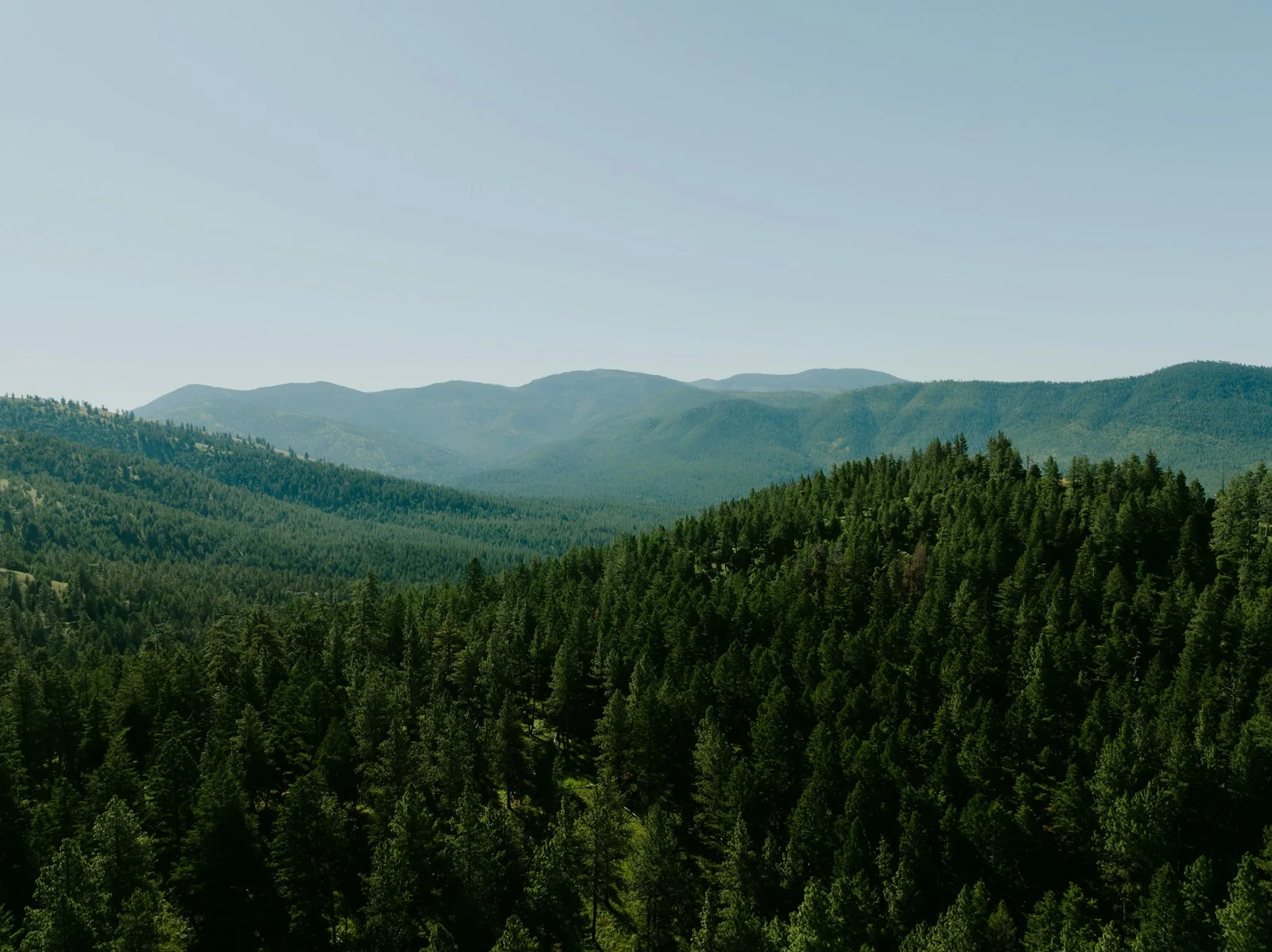 a large forest of trees