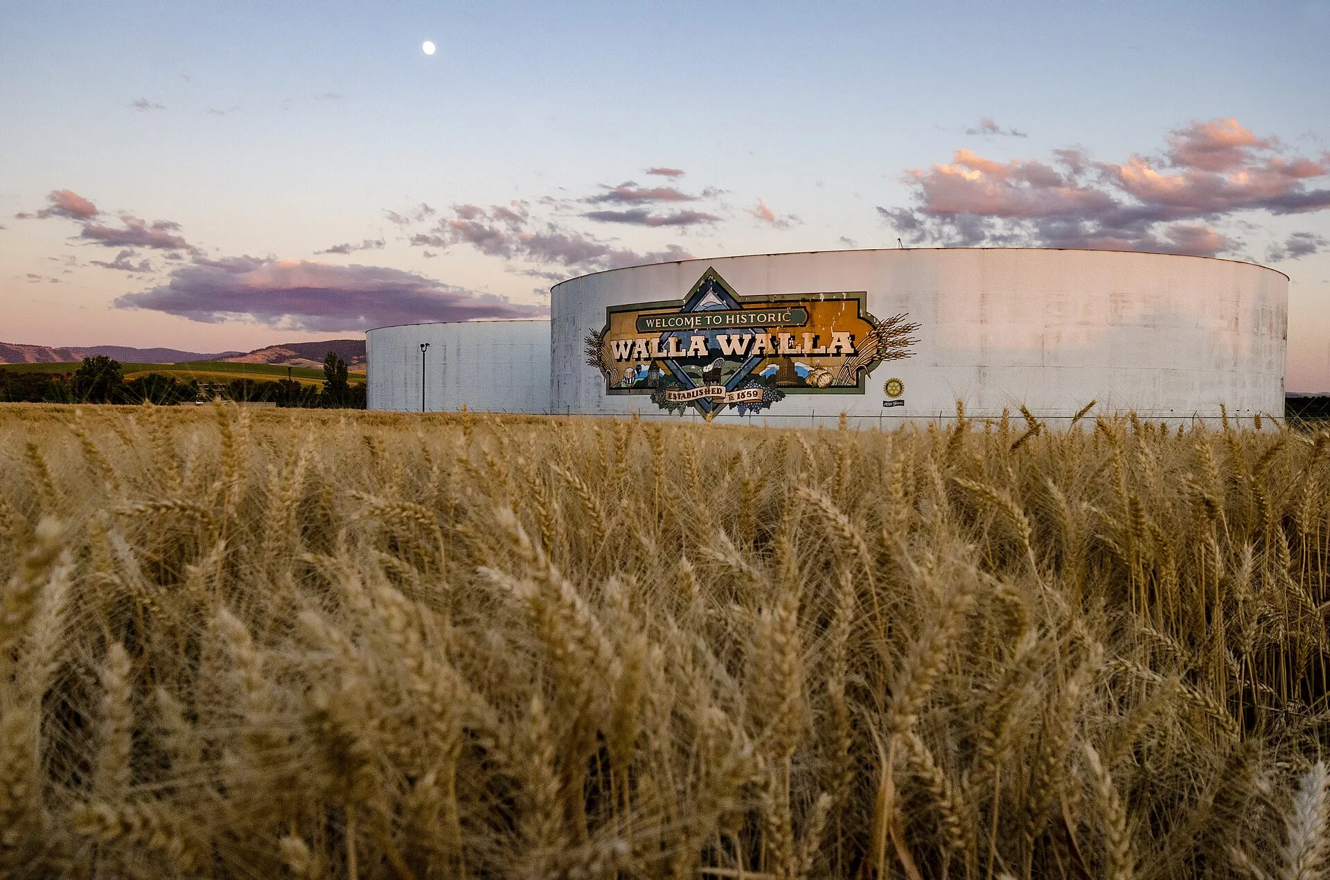 A wheat field in Walla Walla, Washington, 2018