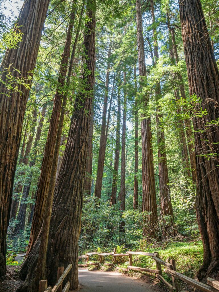 Muir Woods National Monument
