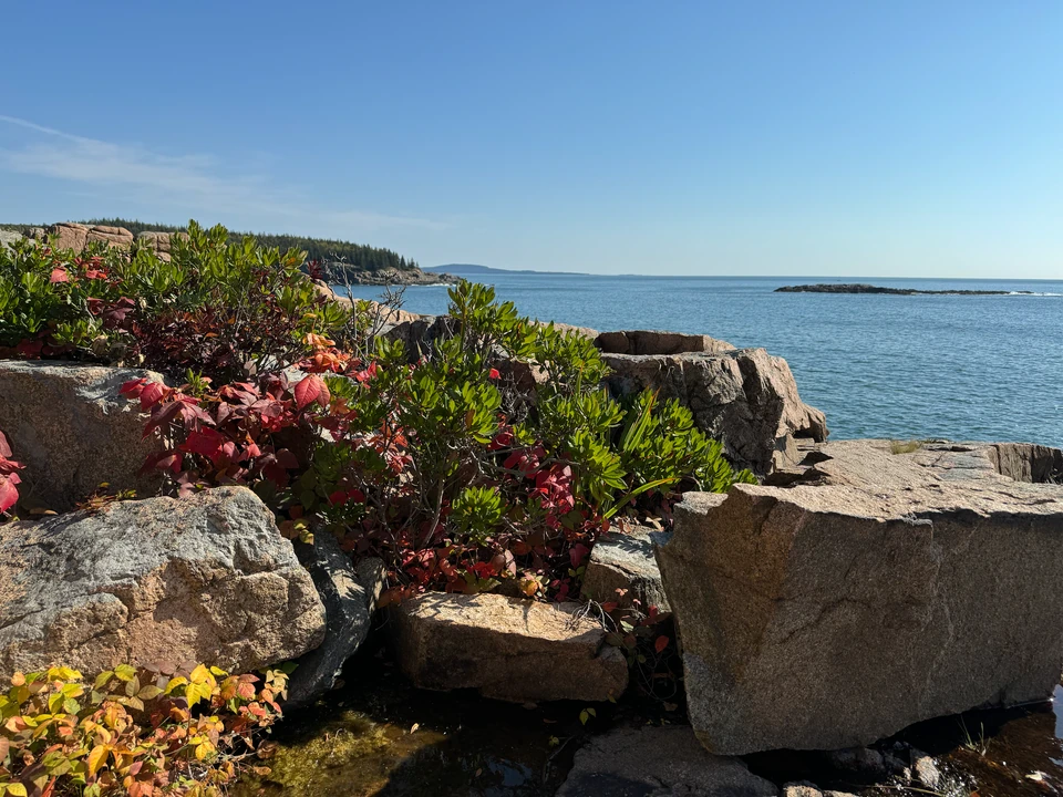 Rote und gelbe Blätter zwischen Granitblöcken an der Küste von Acadia