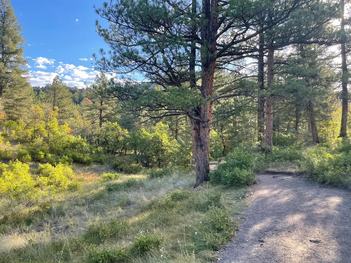 Unbefestigter Wanderweg zwischen Kiefern und Buschwerk im Castlewood Canyon