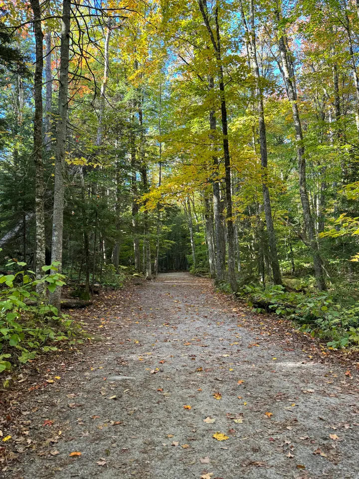 Breiter Waldweg mit Kies und Herbstlaub auf dem Weg zu Sabbaday Falls