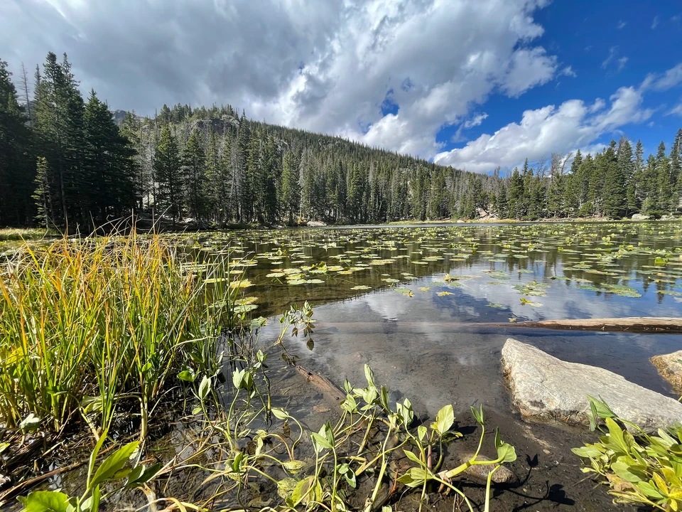 Nymph Lake mit Ufergras, Bäumen und Bergblick