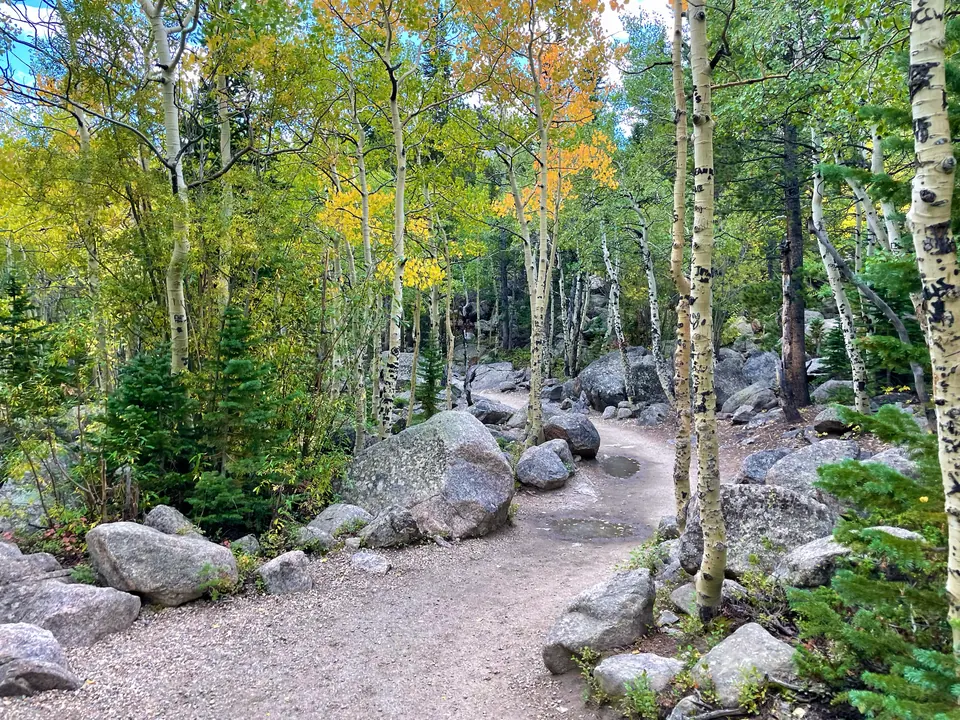 Steiniger Waldweg mit gelben Espen beim Rückweg im Bear-Lake-Gebiet