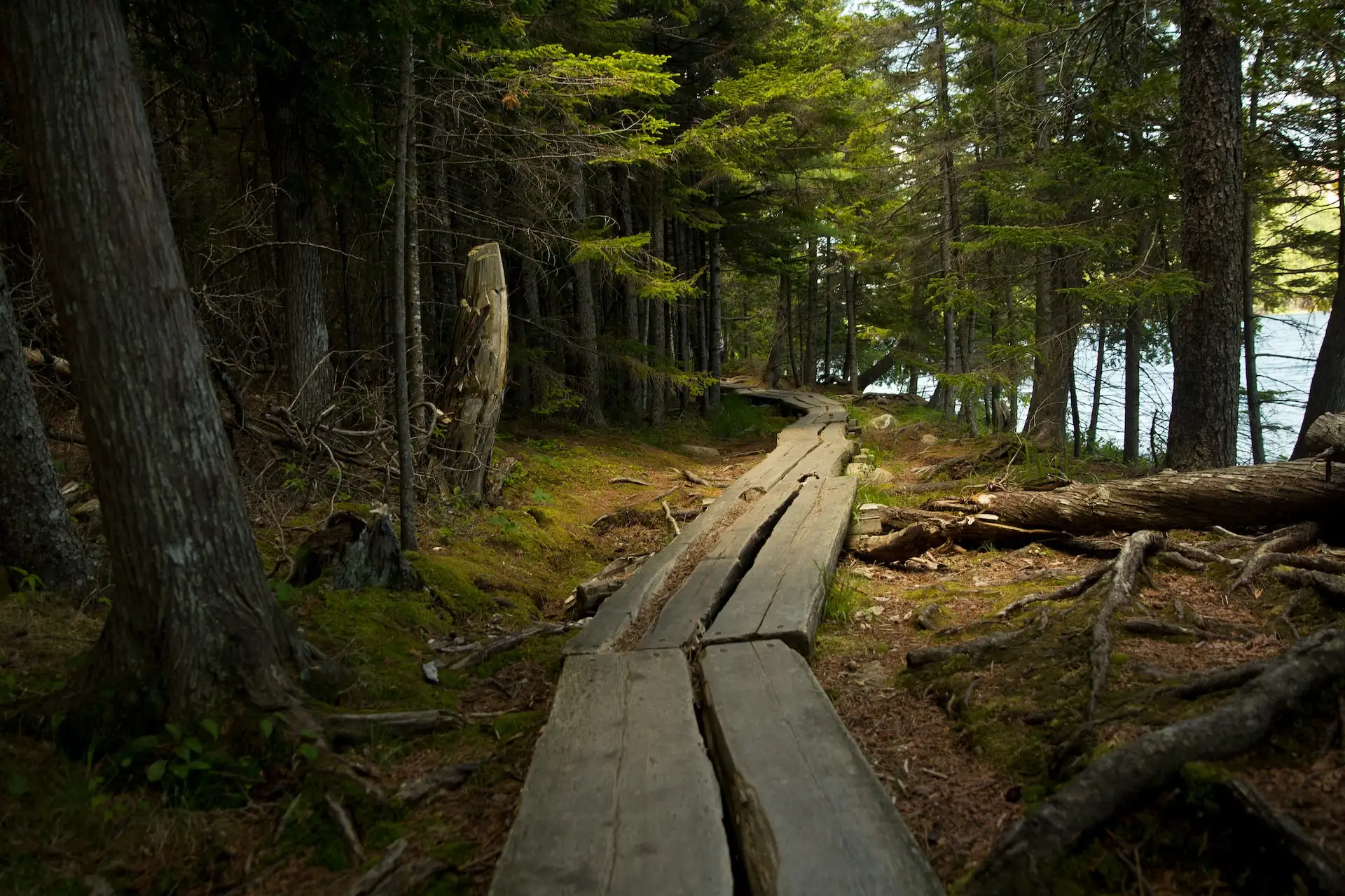 Holzsteg und Pflanzen in den Wild Gardens of Acadia