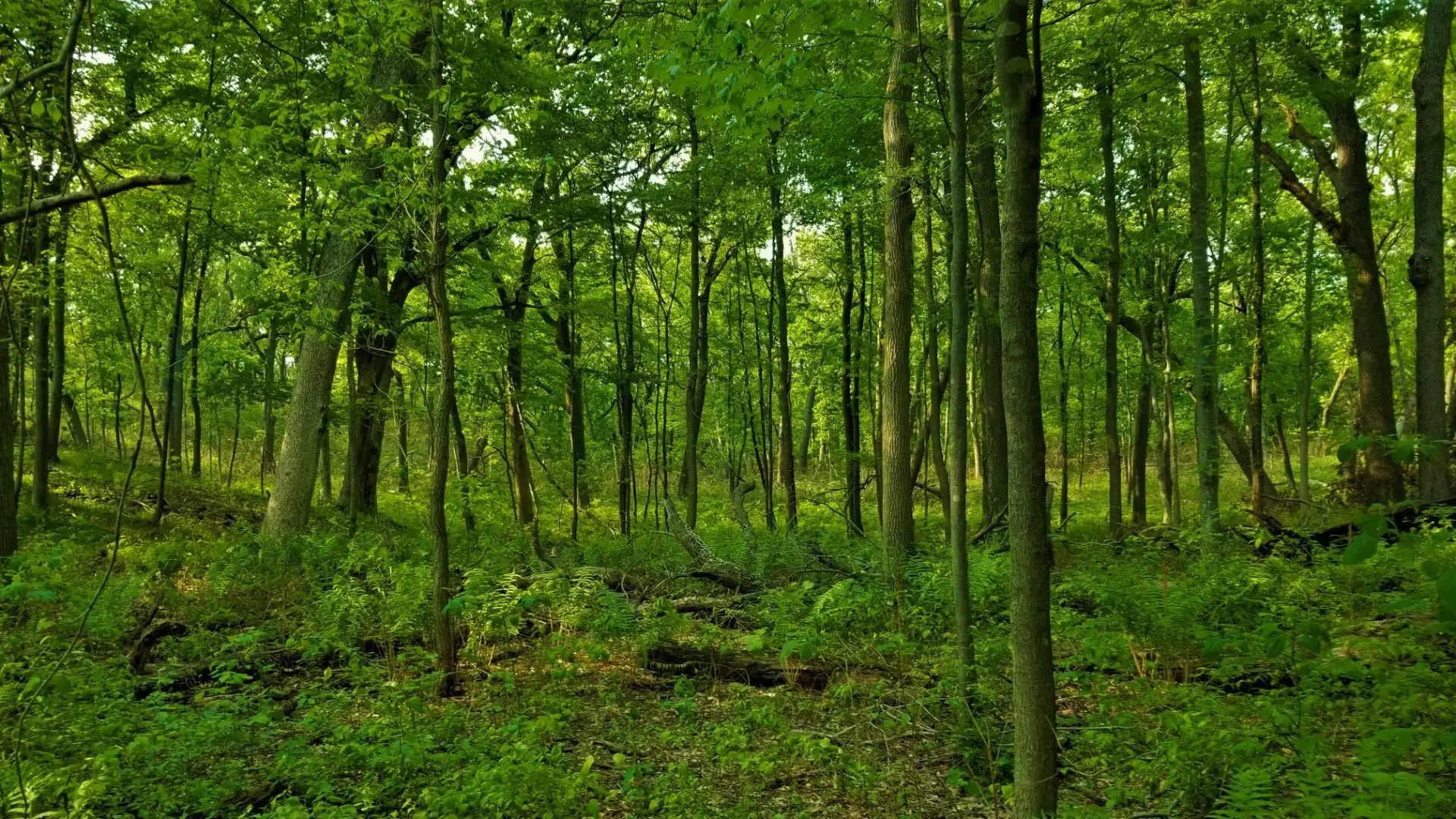 Cowles Bog Forest im Indiana Dunes National Park