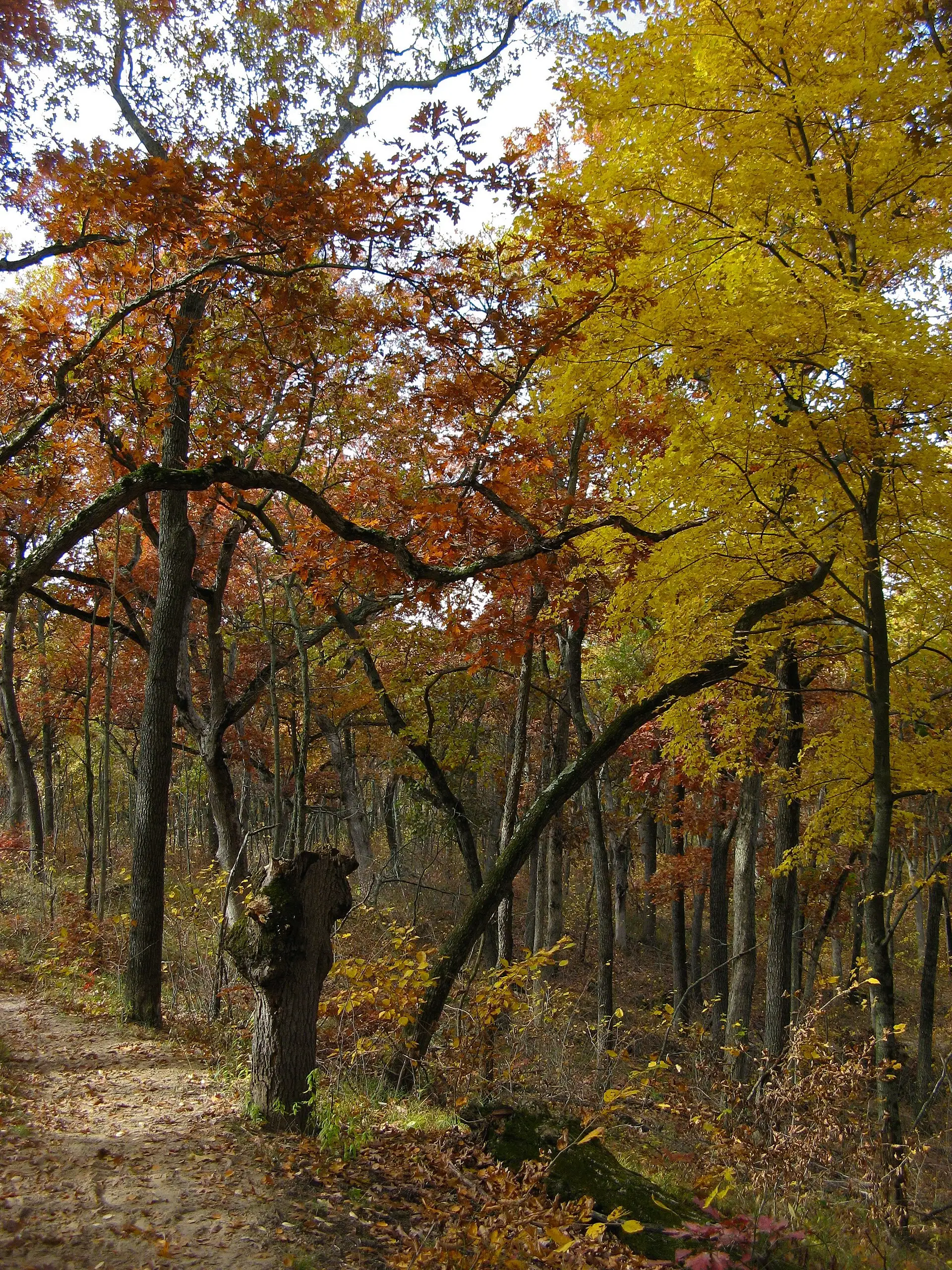 Herbstliche Duenenlandschaft bei Indiana Dunes