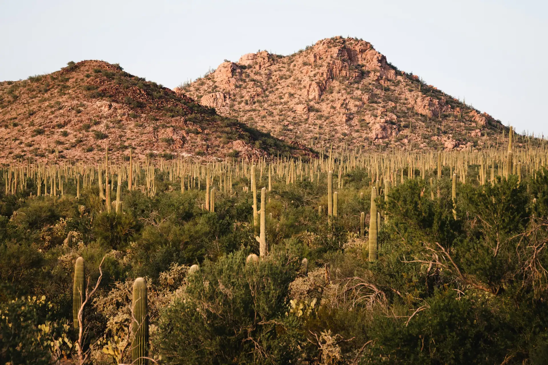 Kakteenlandschaft im Saguaro National Park in Saguaro National Park