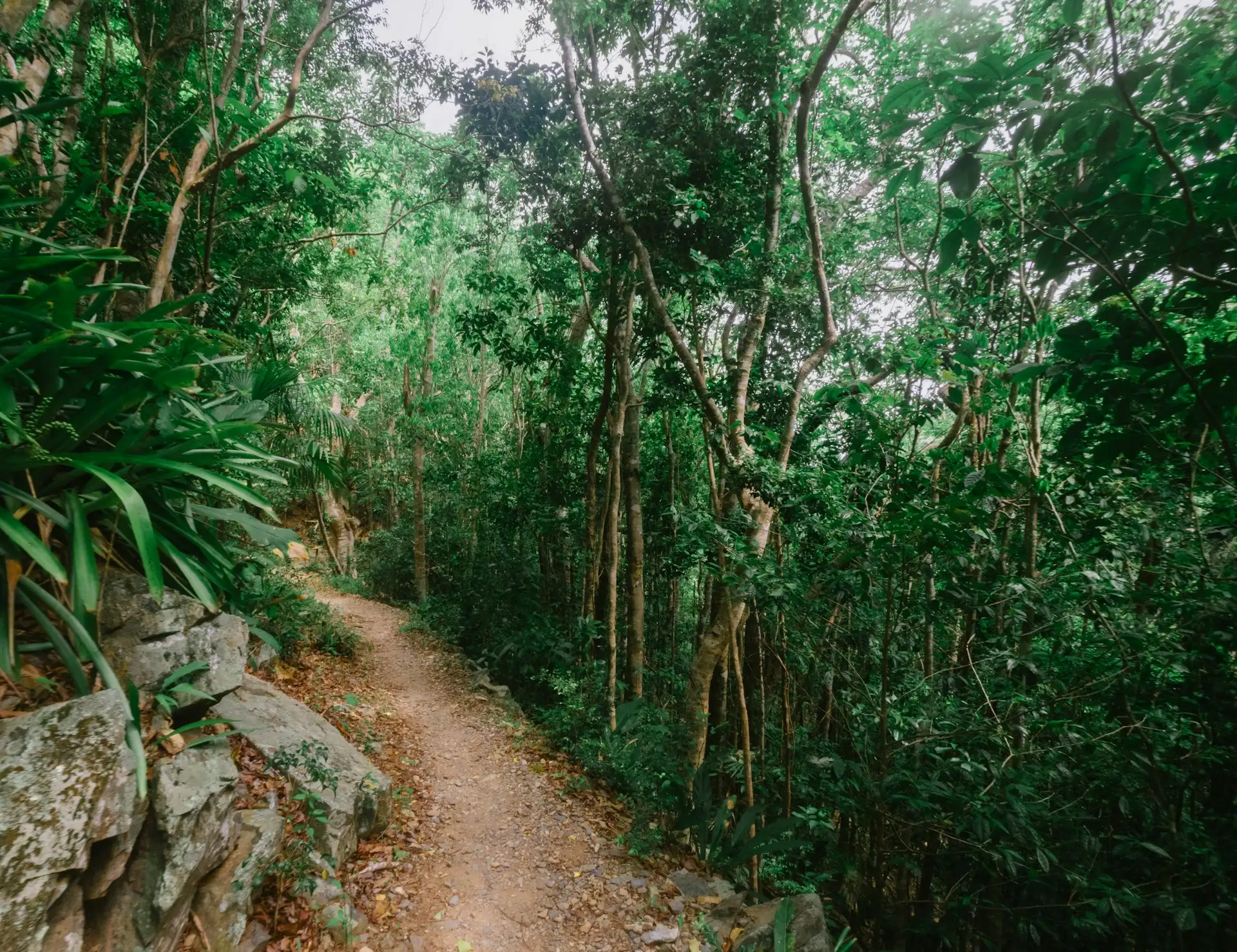 Wanderweg im Virgin Islands National Park in Virgin Islands National Park