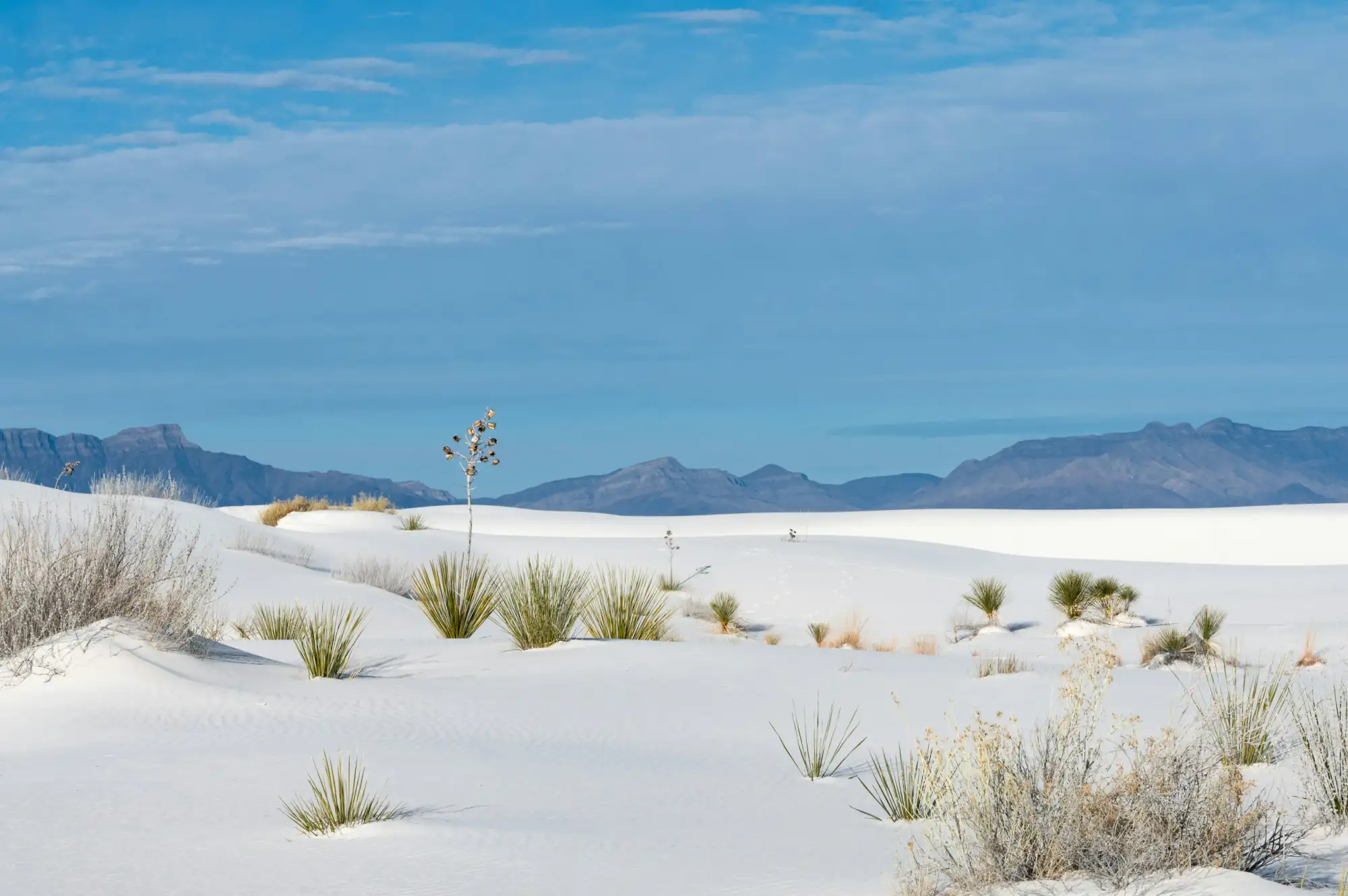 Yucca-Pflanzen in den White-Sands-Duenen Yucca-Pflanzen in den White-Sands-Duenen
