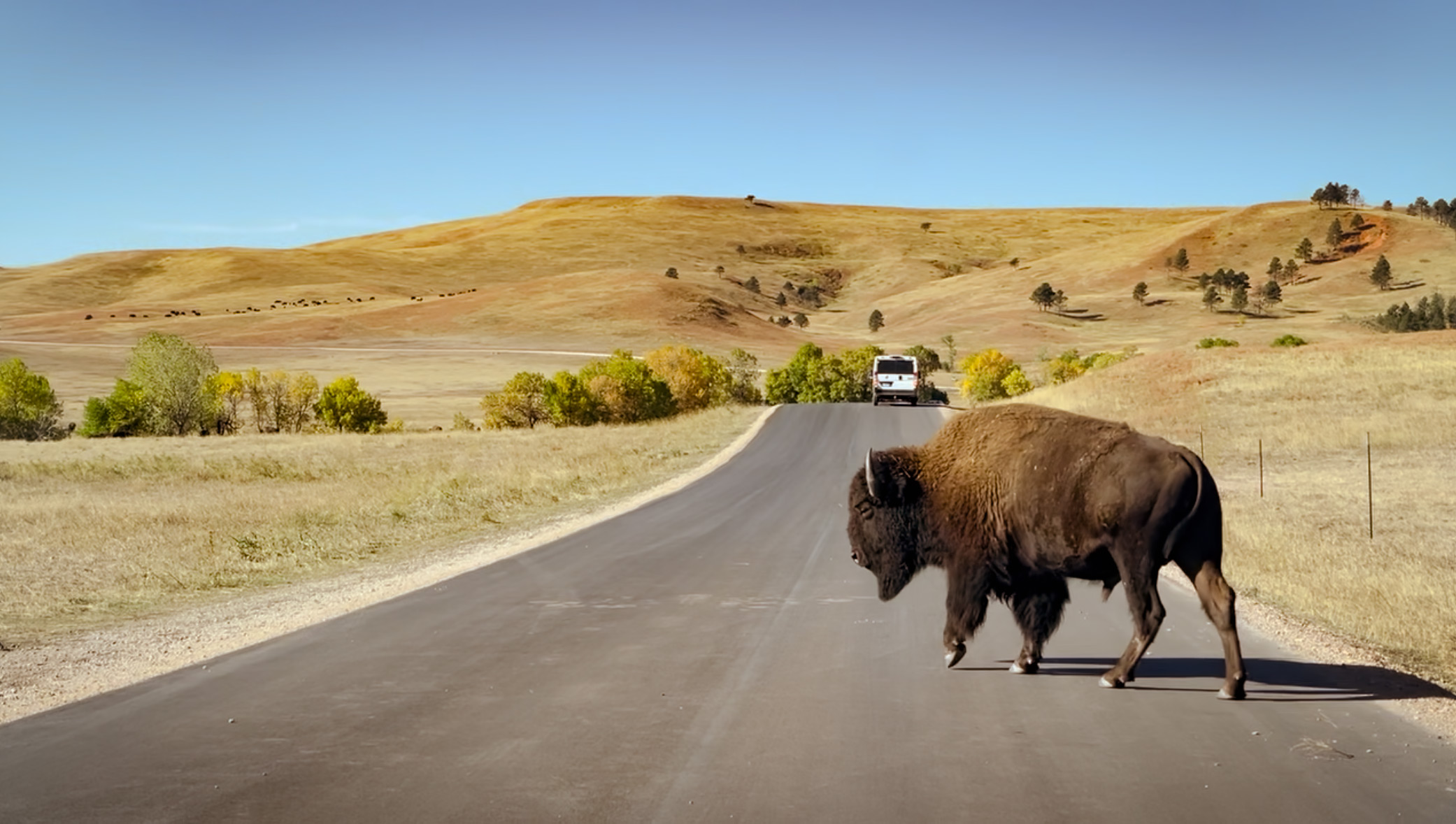 Wildlife Loop Road