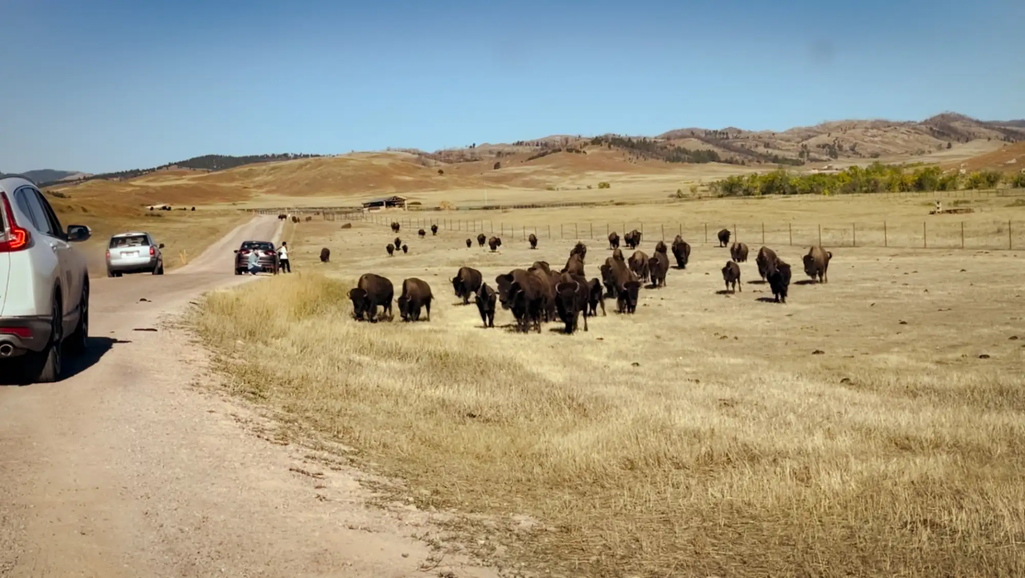 Bisonherde an der Wildlife Loop Road in Wildlife Loop Road