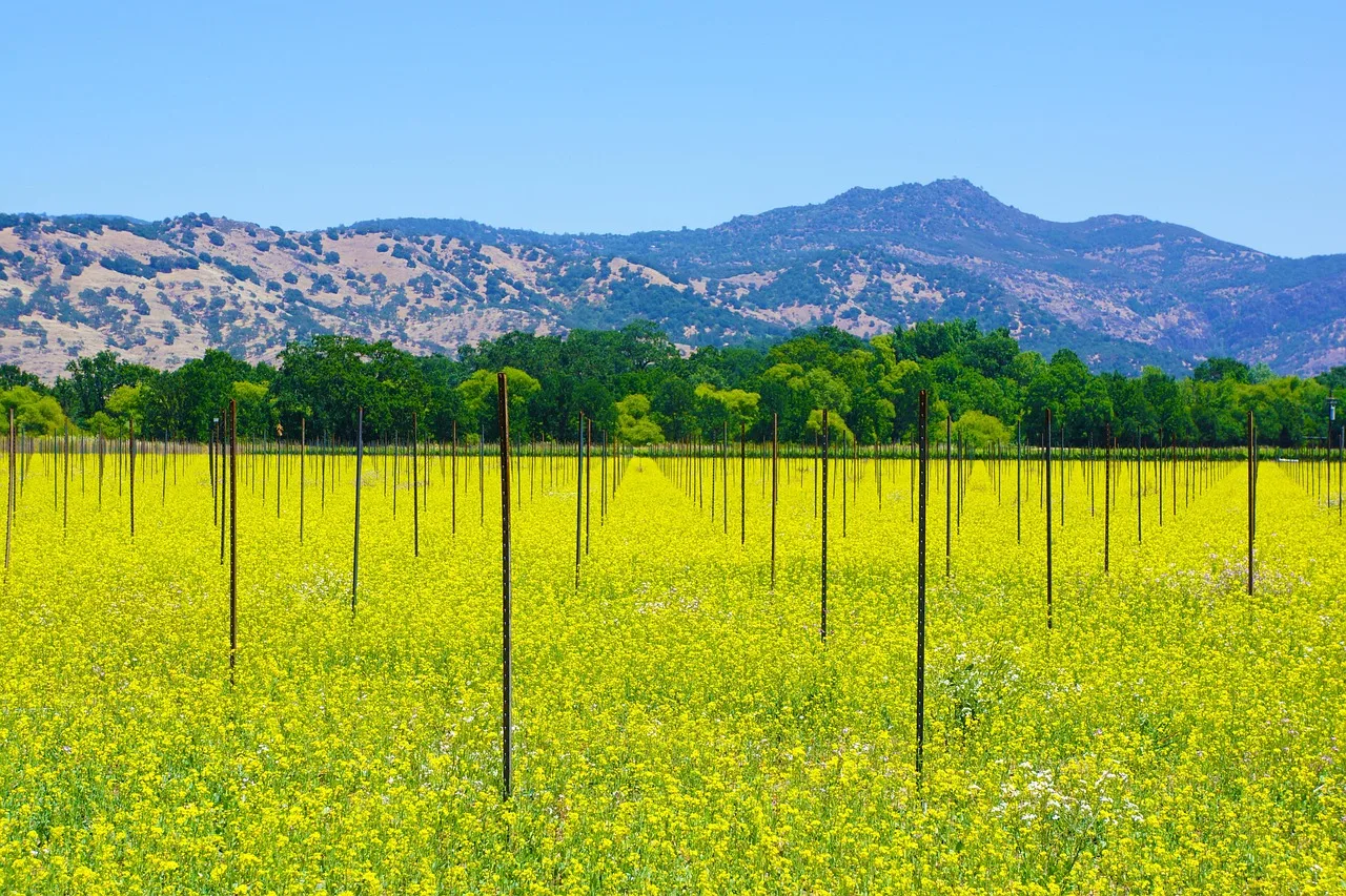 Grüne Rebstöcke und gelbe Blüten im Napa Valley