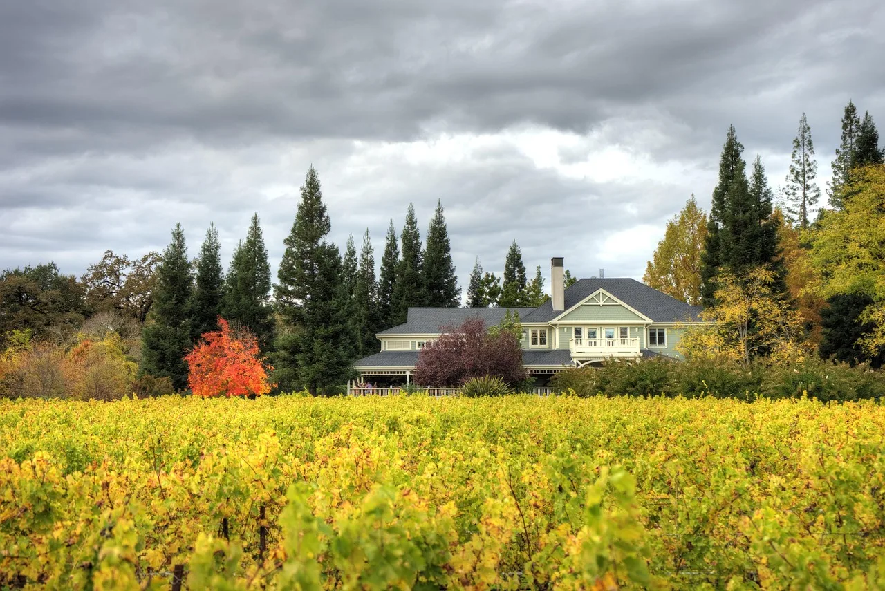 Reihen von Weinreben vor bewaldeten Hügeln im Napa Valley