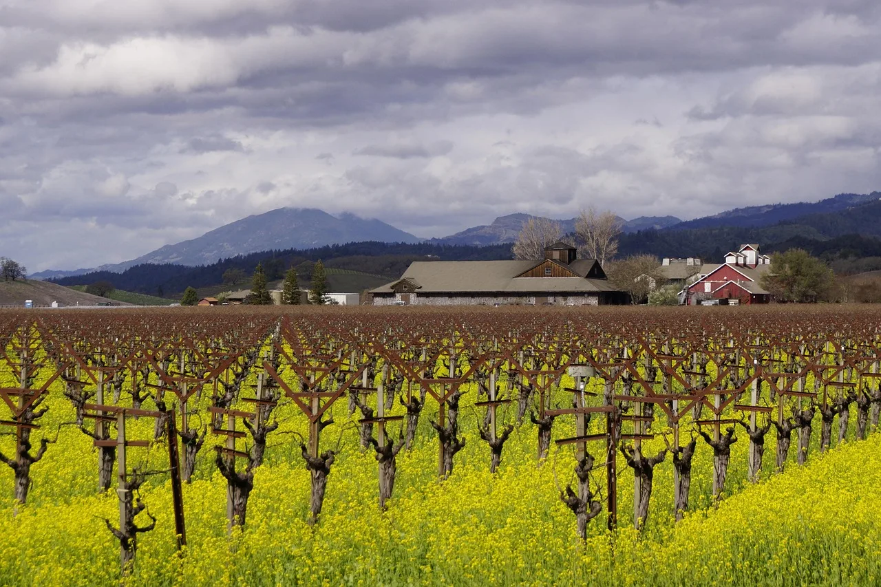 Weinberge und Hügellandschaft im Napa Valley
