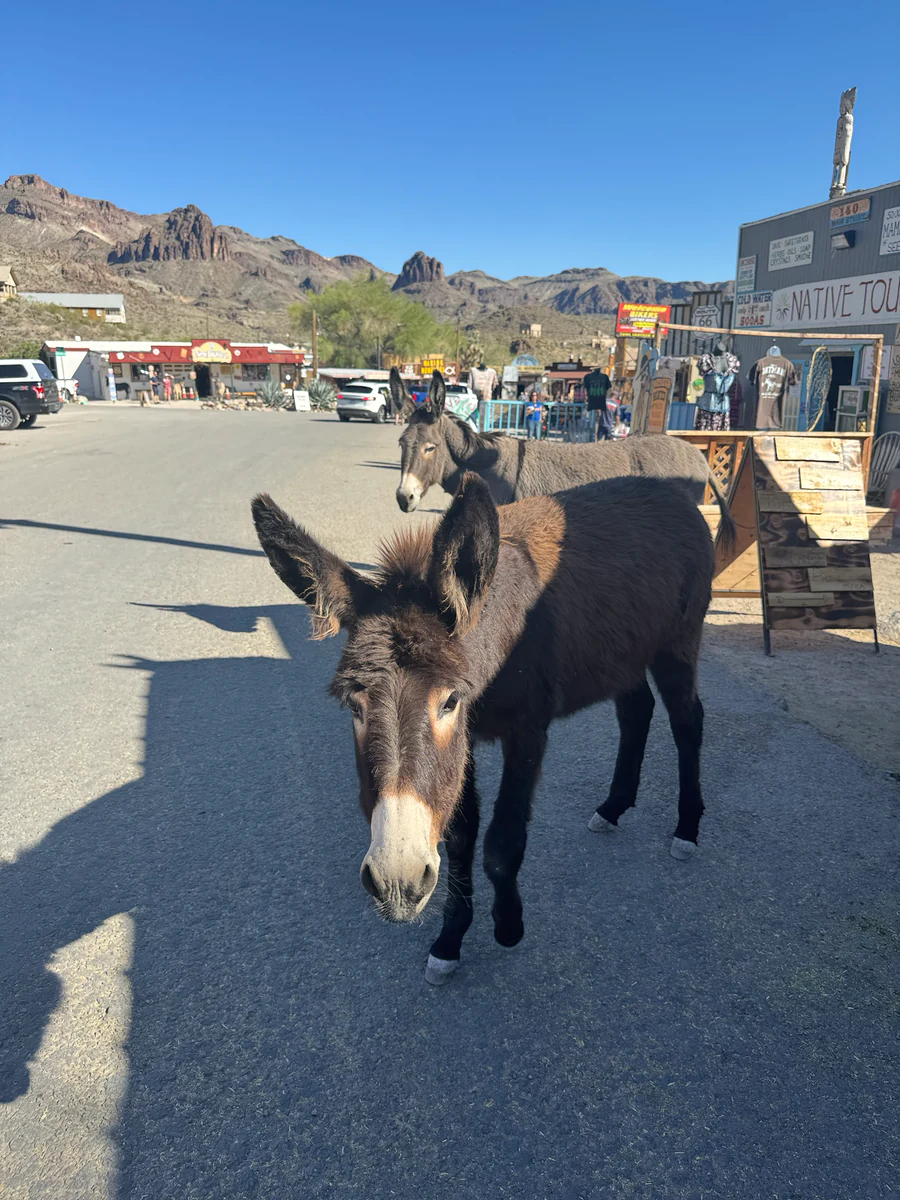 Esel vor den Geschäften an der Hauptstraße von Oatman