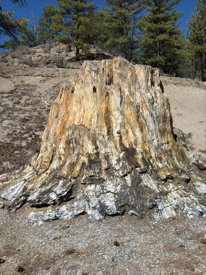 Großer versteinerter Baumstumpf im Florissant Fossil Beds National Monument