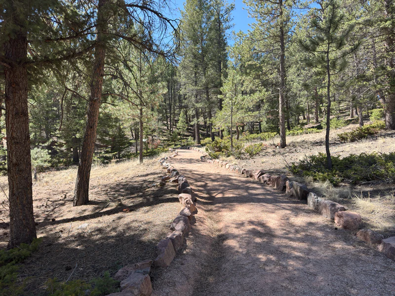 Waldweg zwischen Kiefern im Florissant Fossil Beds National Monument