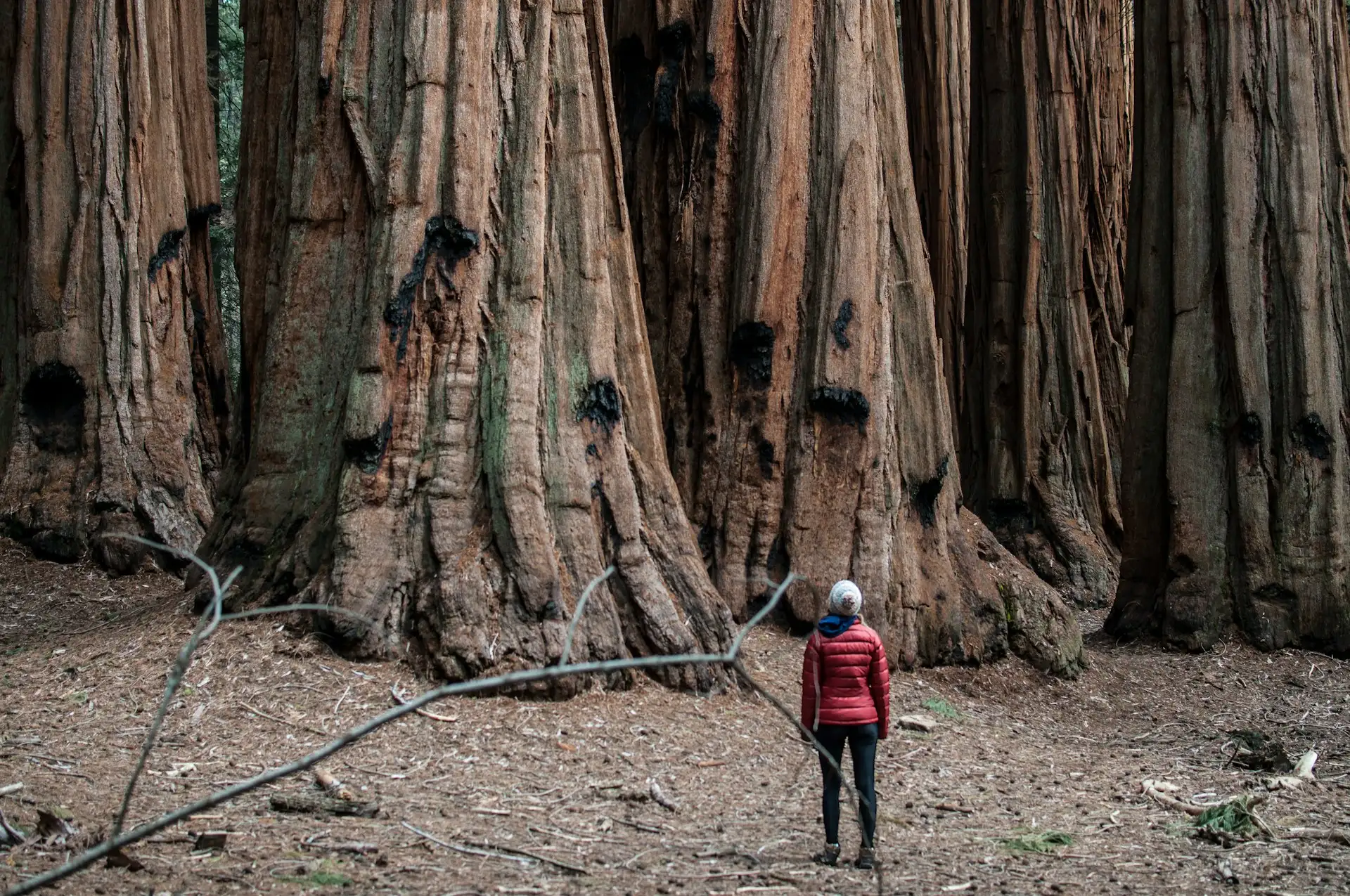 sequoia np