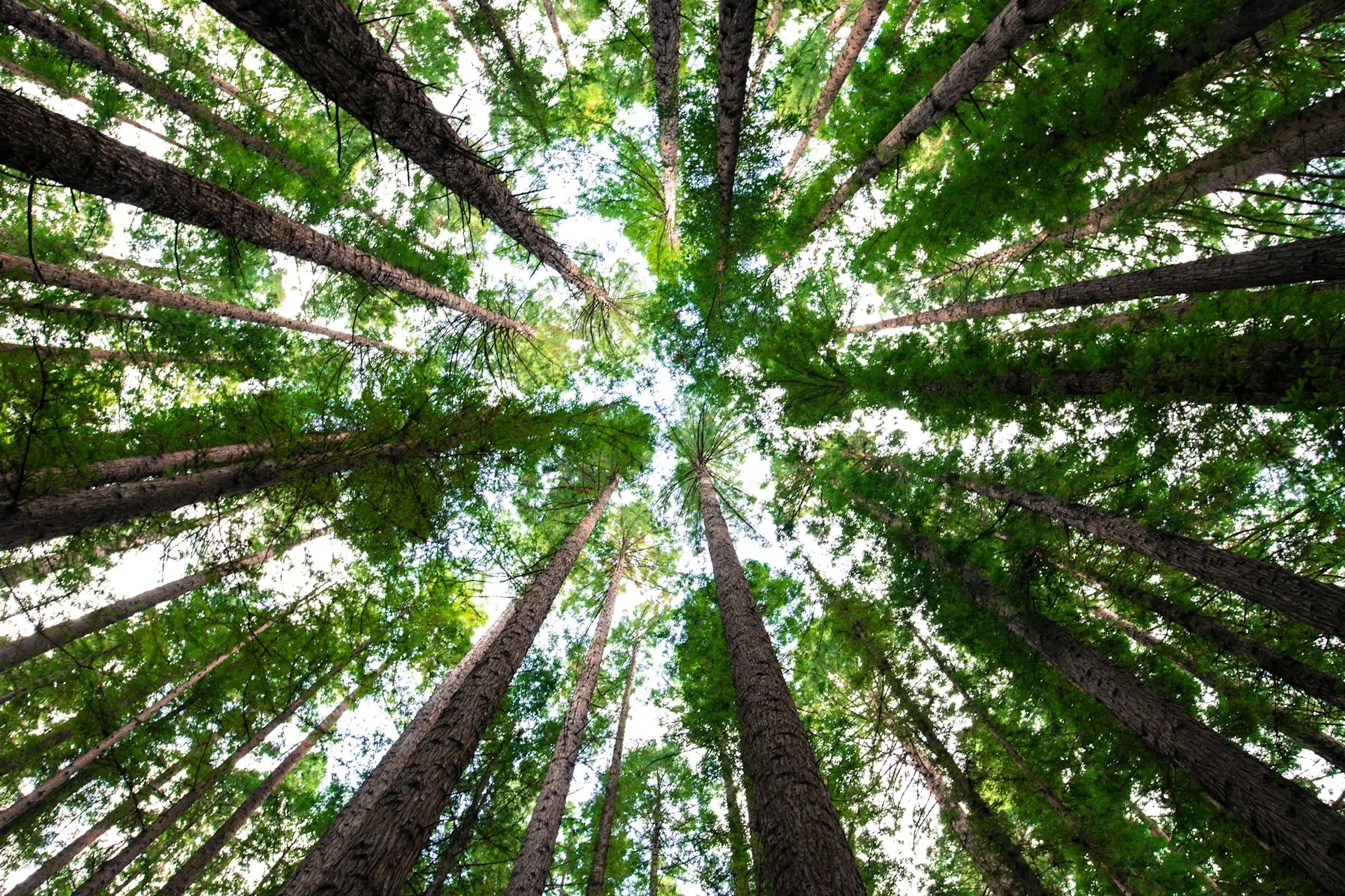 redwood np