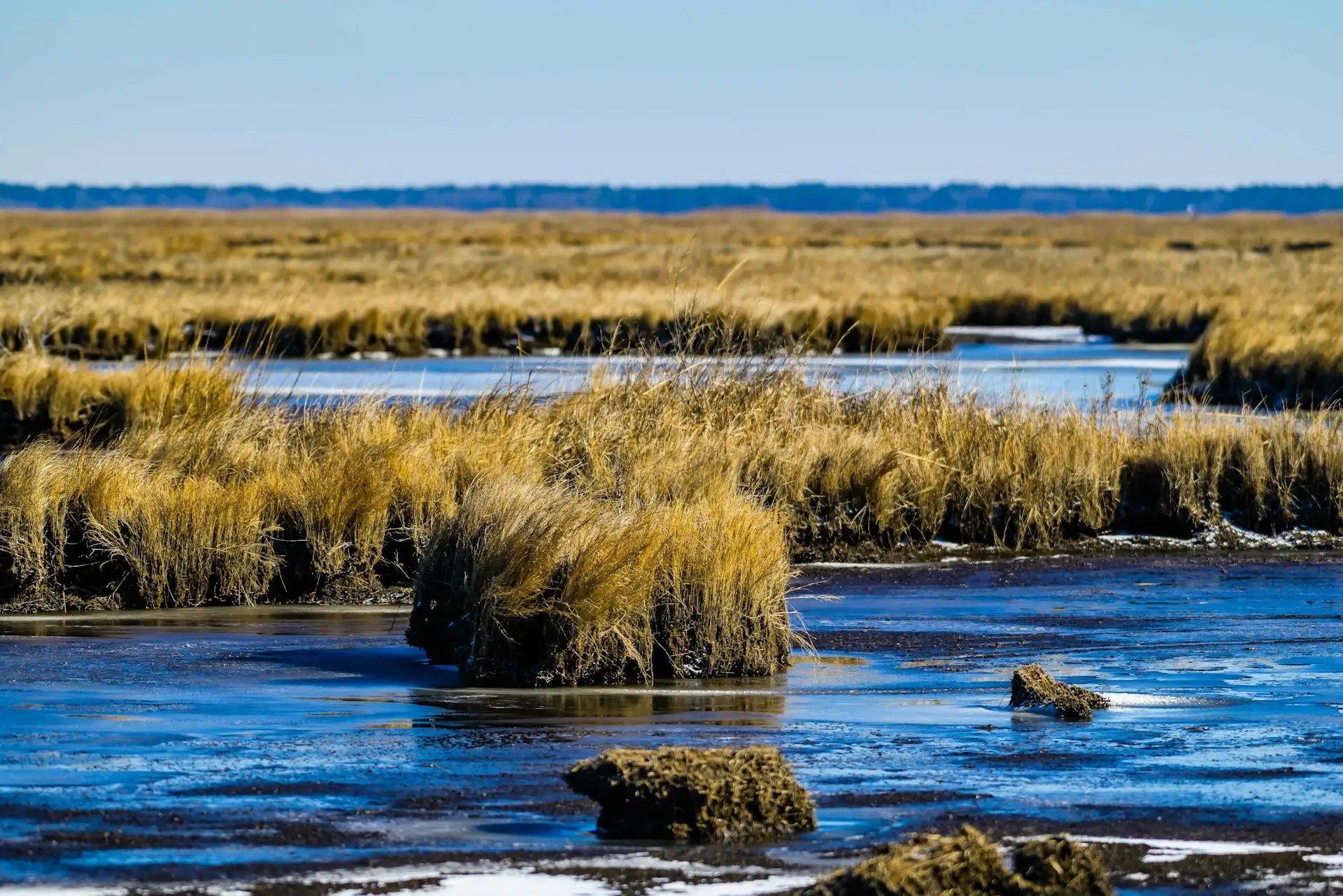 Blackwater National Wildlife Refuge Maryland