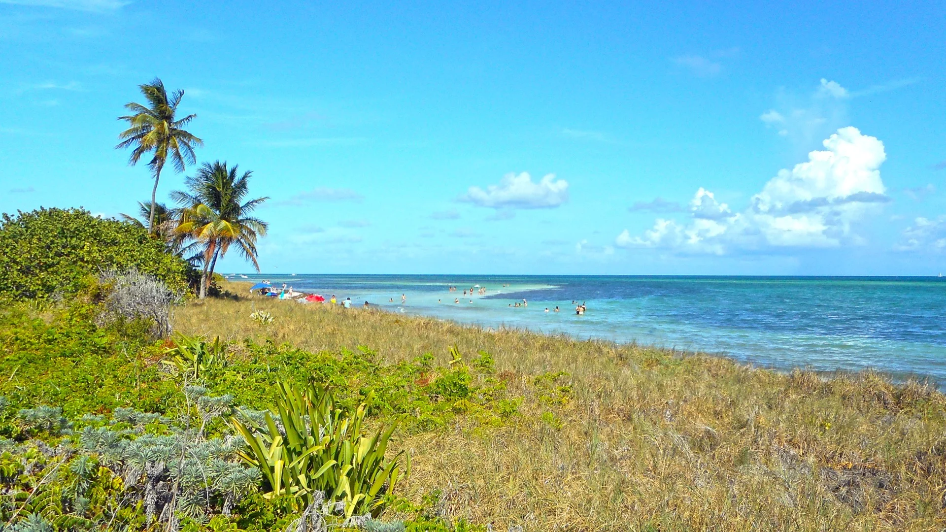 Palmen und flaches türkisfarbenes Wasser im Bahia Honda State Park