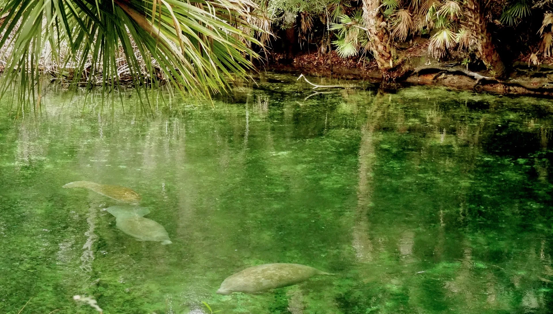 Mehrere Manatees im klaren Quellwasser des Blue Spring State Park