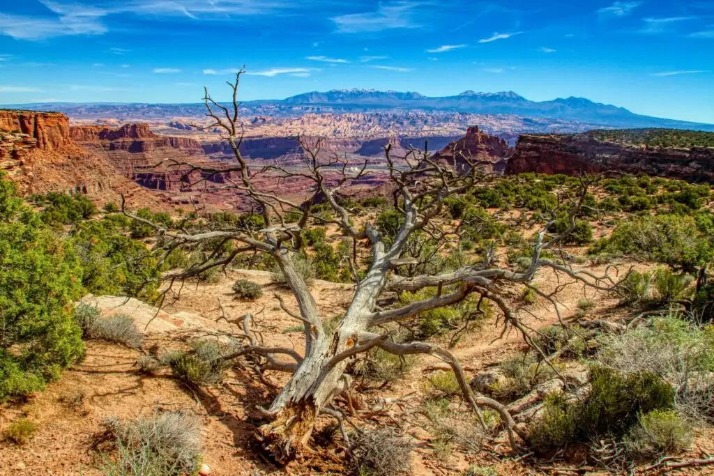 Dead Horse Point Baum in Dead Horse Point State Park