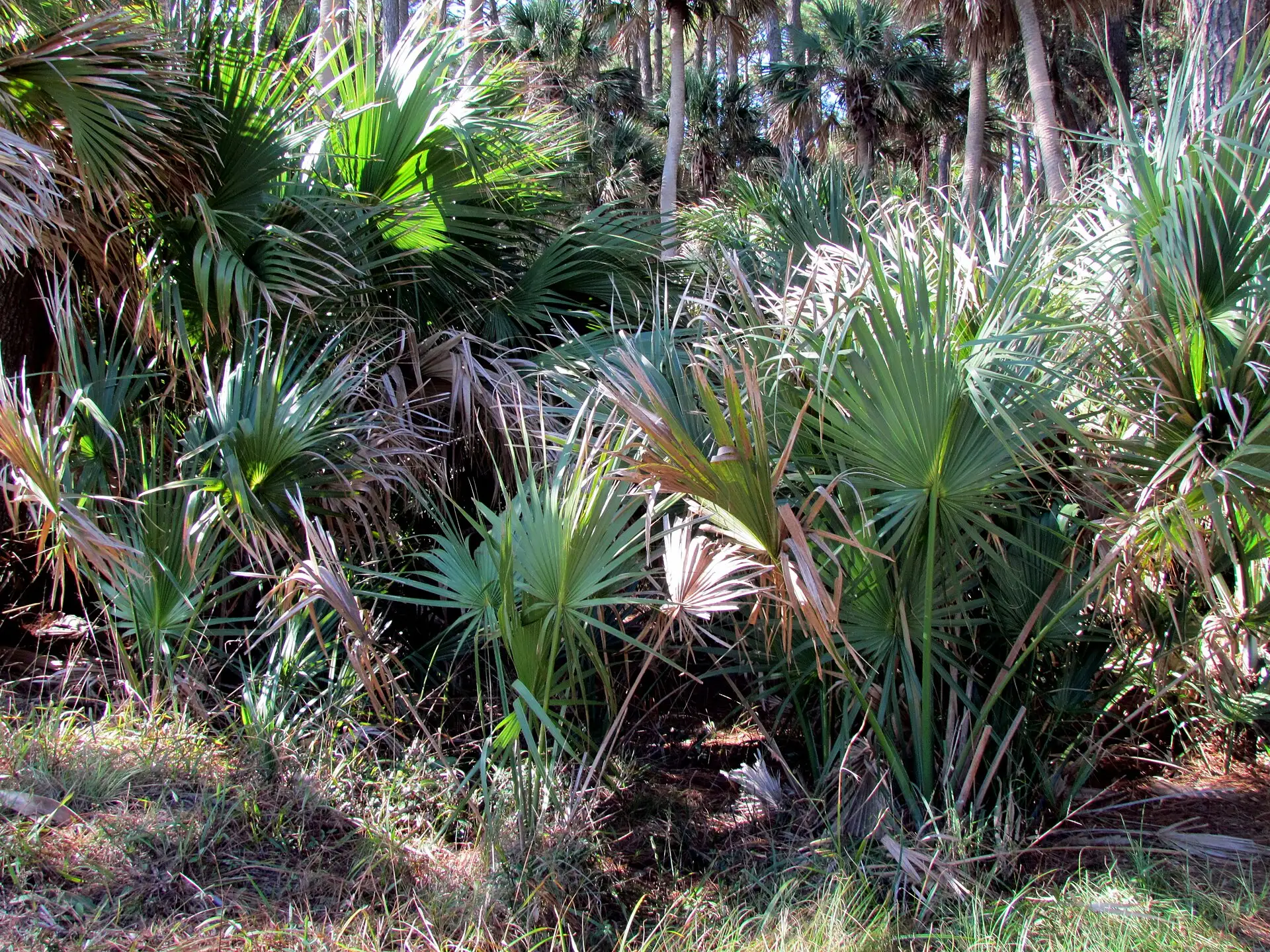 Palmen und Kuestenvegetation auf Hunting Island