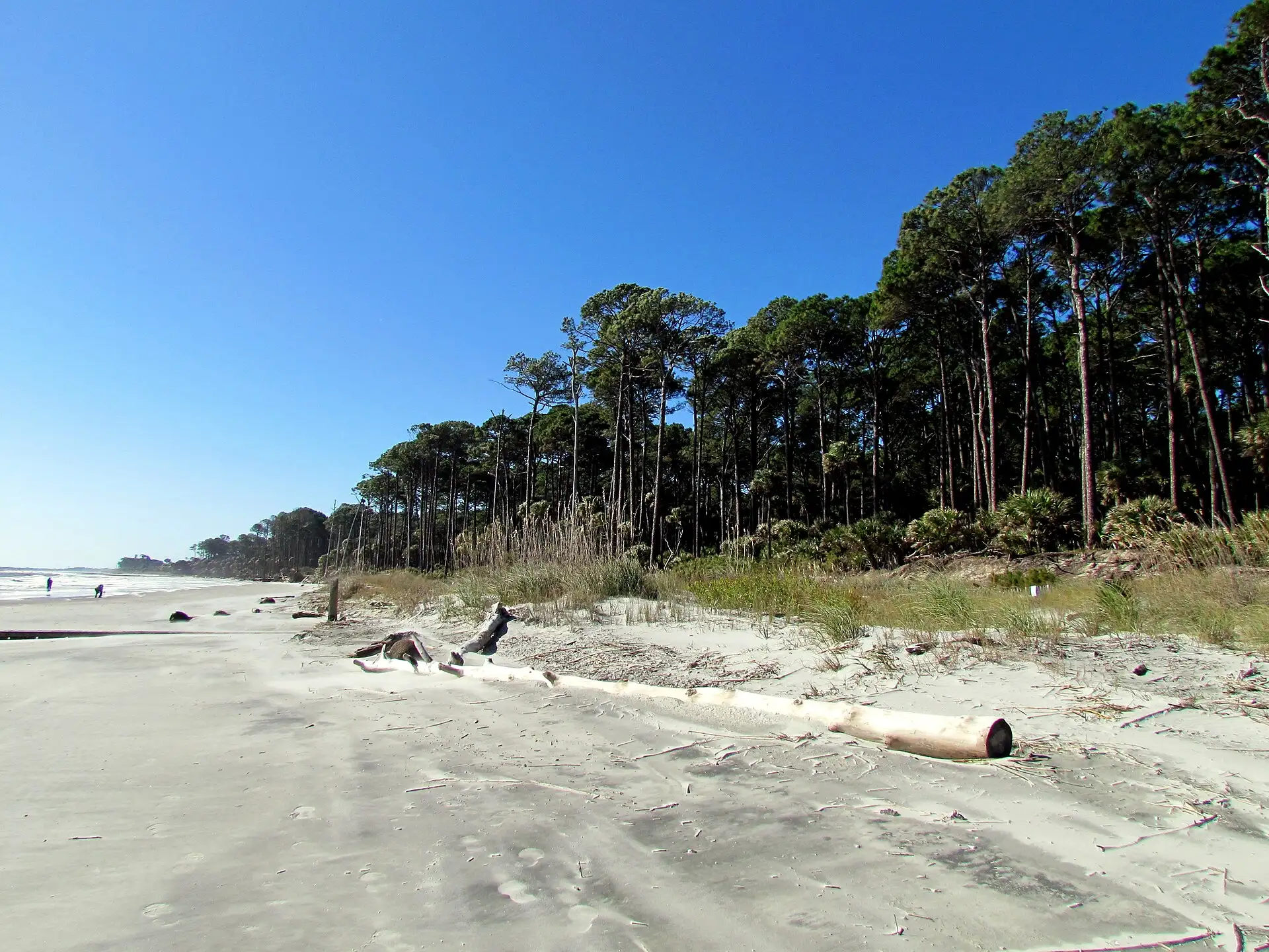 Kuestenwald auf Hunting Island