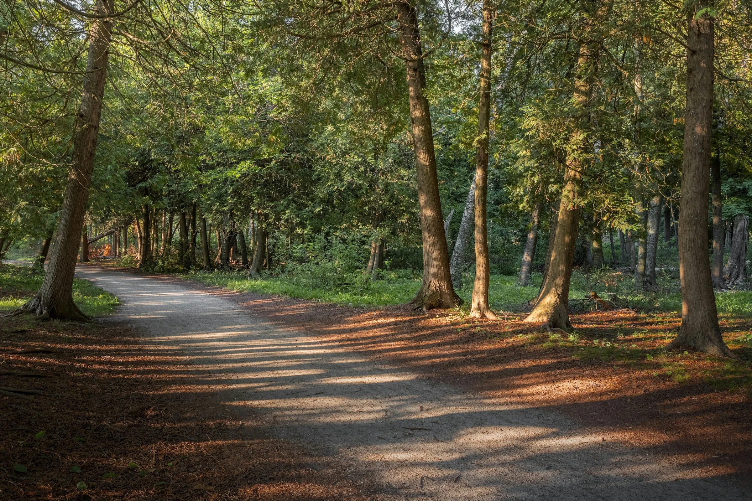 Schmale Straße zwischen hohen Bäumen im Peninsula State Park
