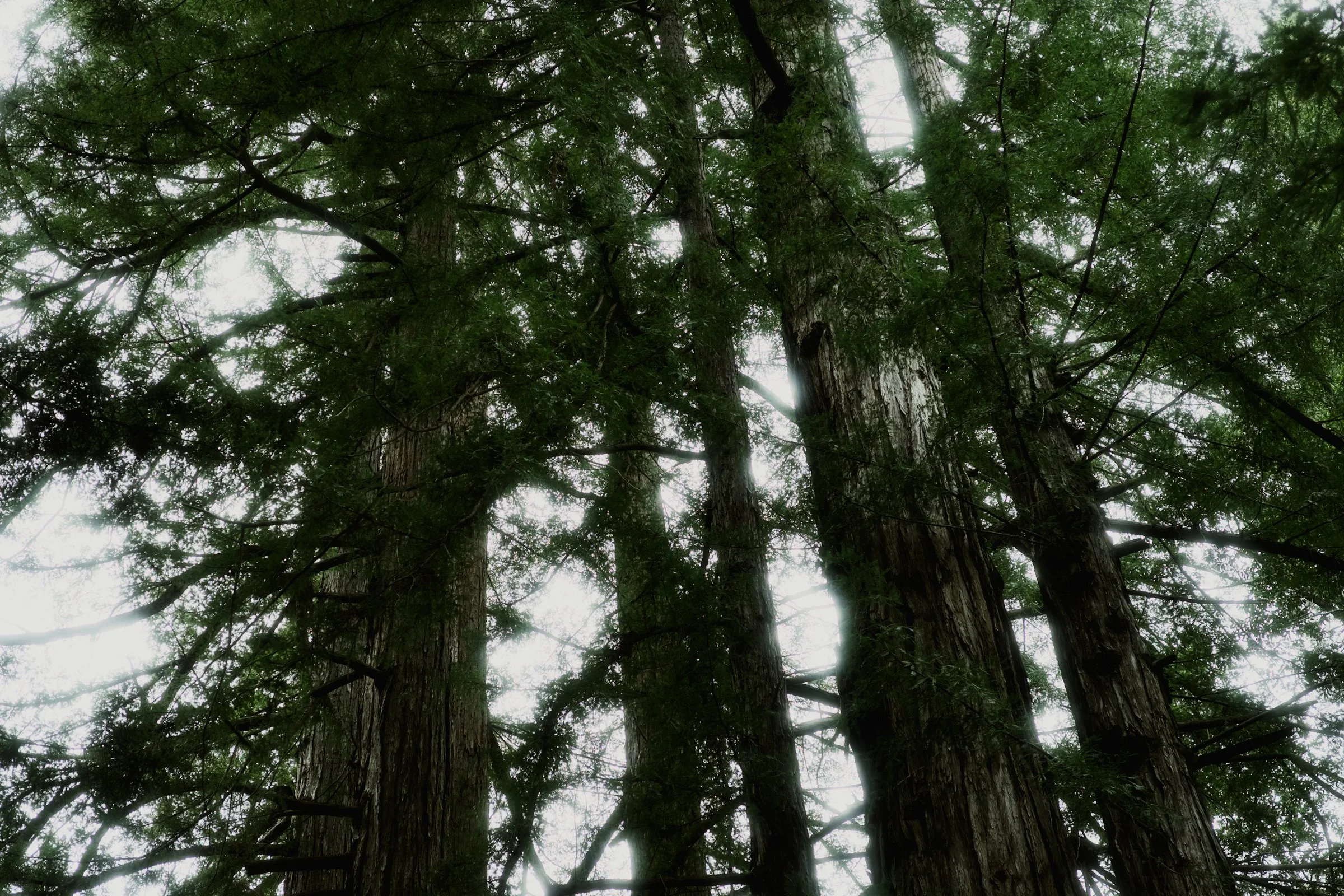 Hohe Redwoods und dichtes grünes Kronendach im Pfeiffer Big Sur State Park