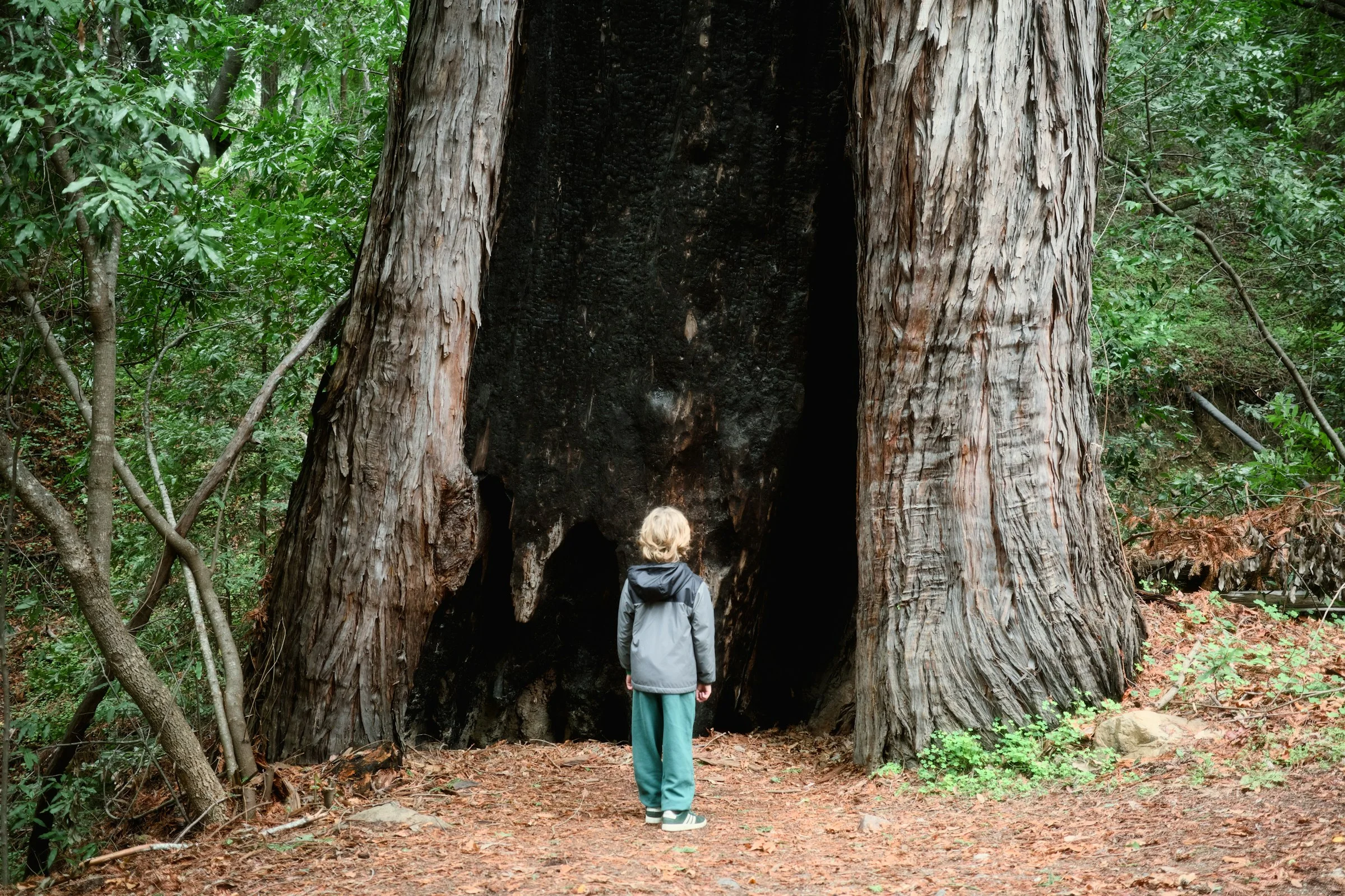 Kind vor dem ausgebrannten Stamm eines großen Redwoods im Pfeiffer Big Sur State Park