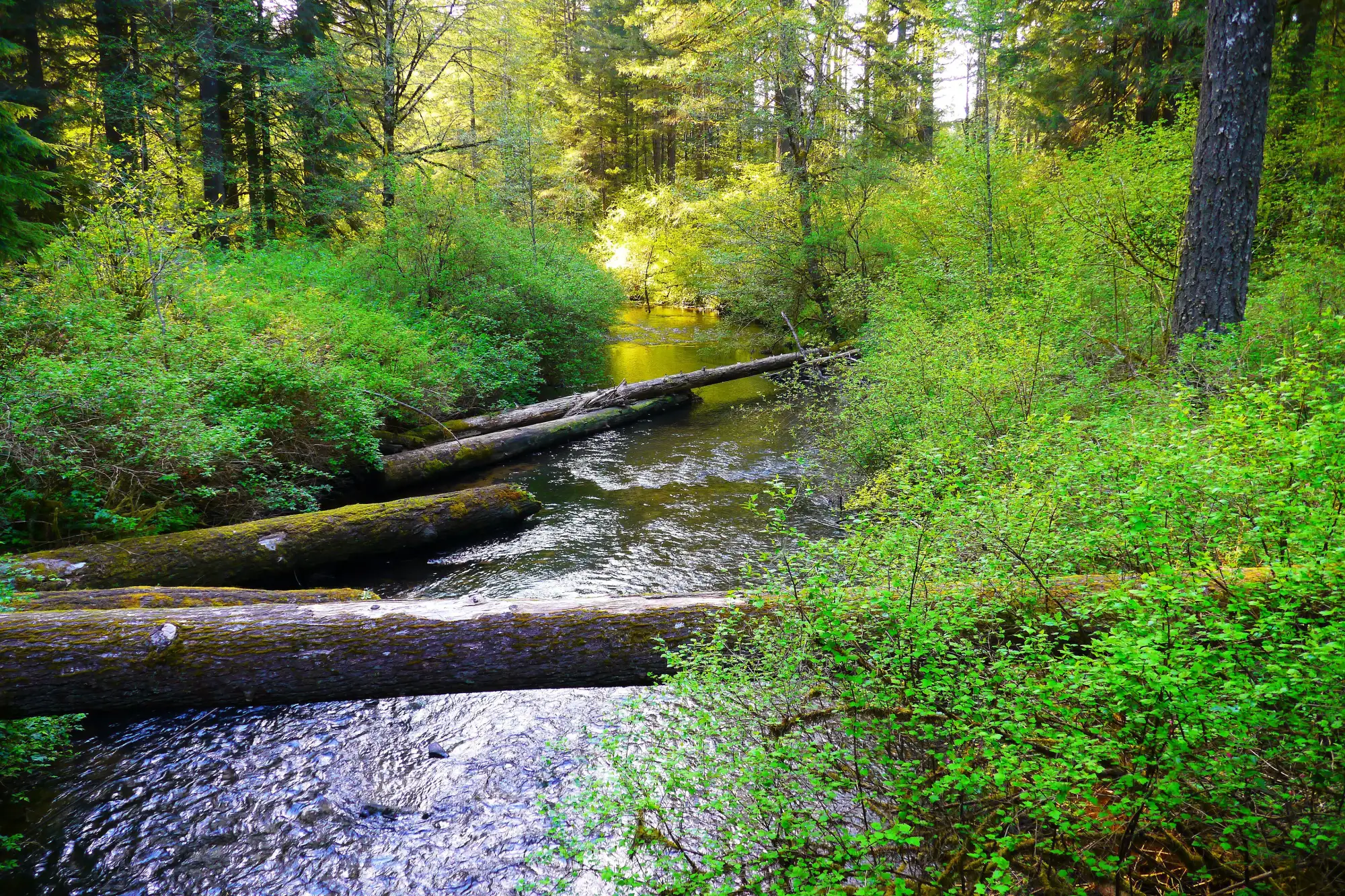 Silver Creek im Silver Falls State Park